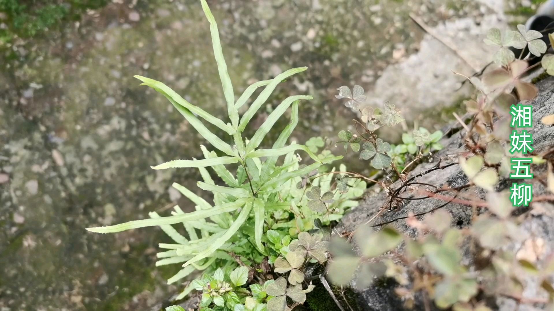 农村石缝里生长的一种植物,叶子像凤尾,煮水喝好处多,了解下