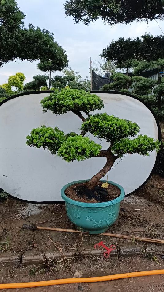这棵贵妃造型罗汉松很漂亮的,江苏闻香园林基地实拍-度小视