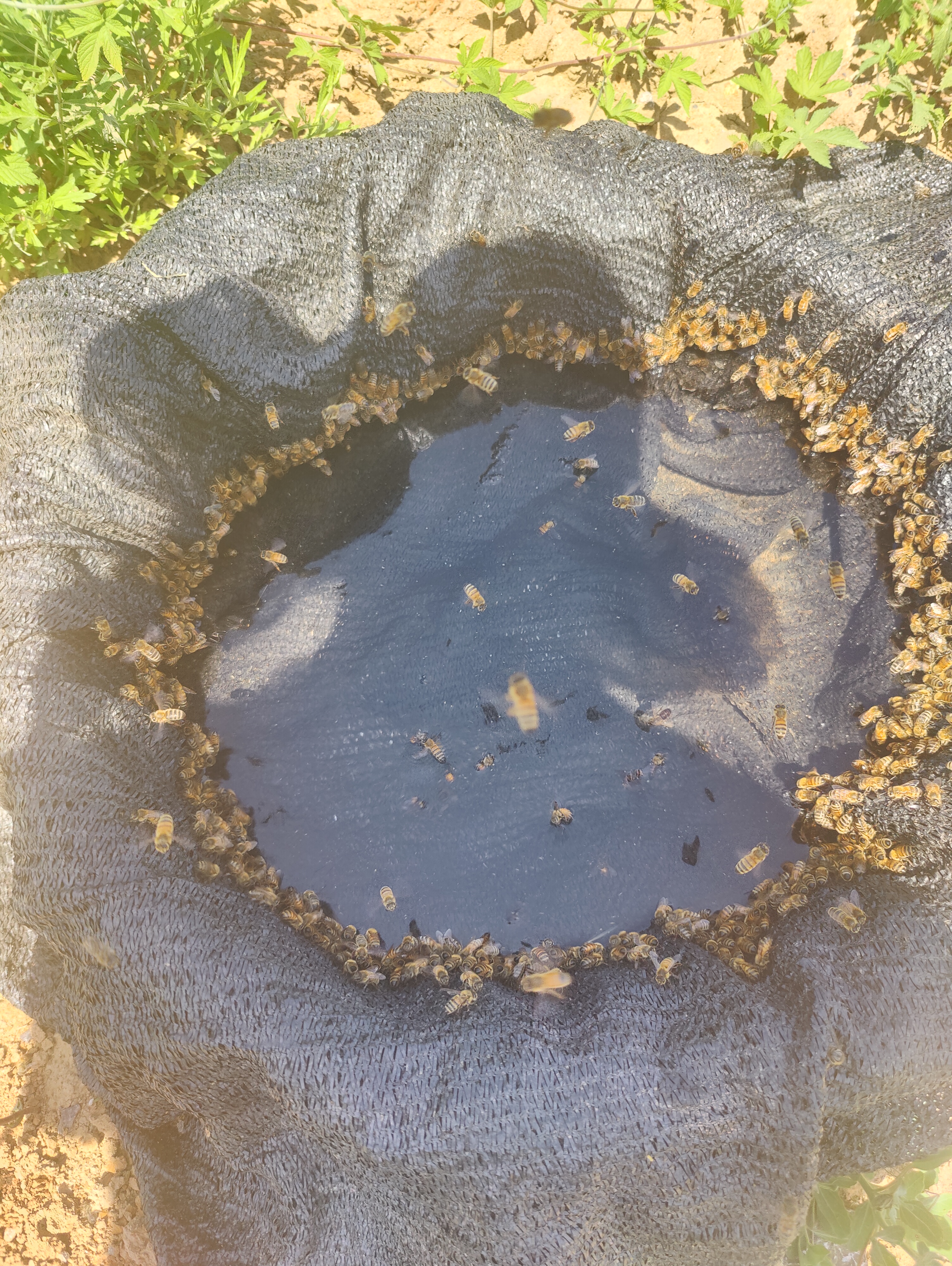 蜂蜜真假用水一冲就知道,不用盐水(真蜂蜜冲水是浑的还是清的) 蜂蜜真假用水一冲就知道,不用盐水(真蜂蜜冲水是浑的还是清的)