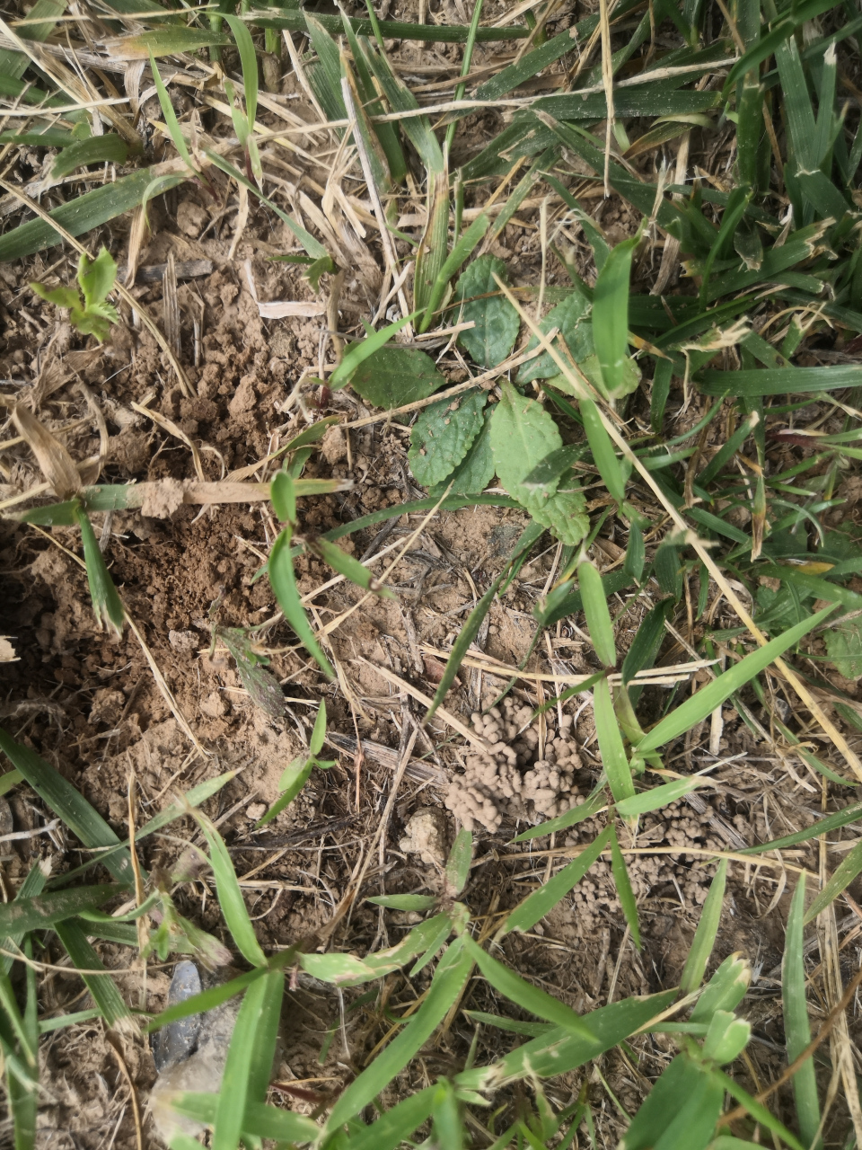 荔枝草,俺们这叫蛤蟆皮课,是野菜也是中草药,每遇小孩感冒发烧,家里