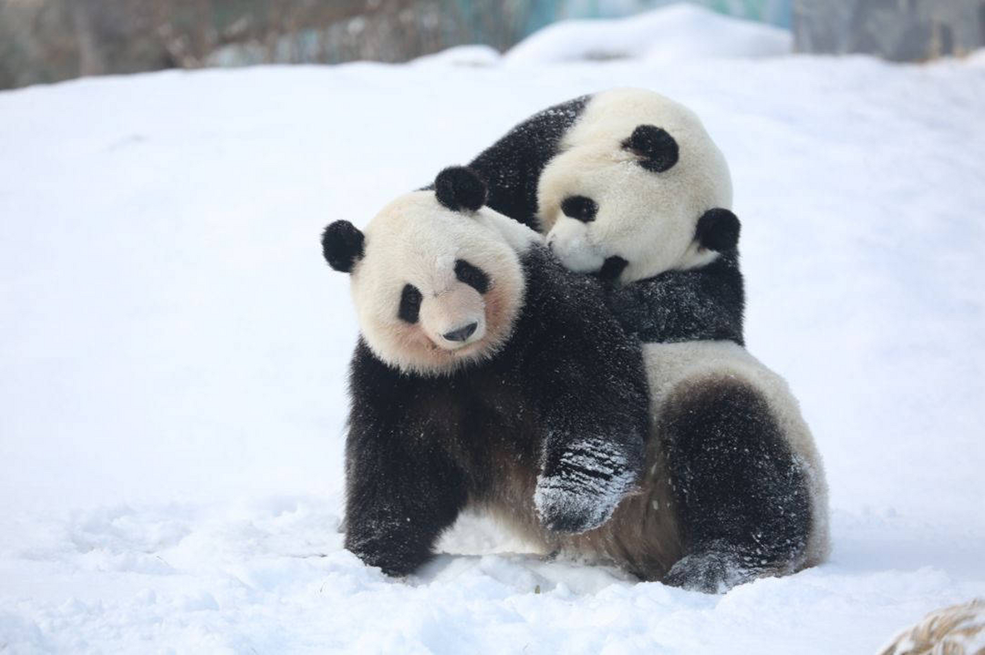 的浪漫之大熊猫的命名; 内蒙古 鄂尔多斯 野生动物园: 七巧/七喜(夕)