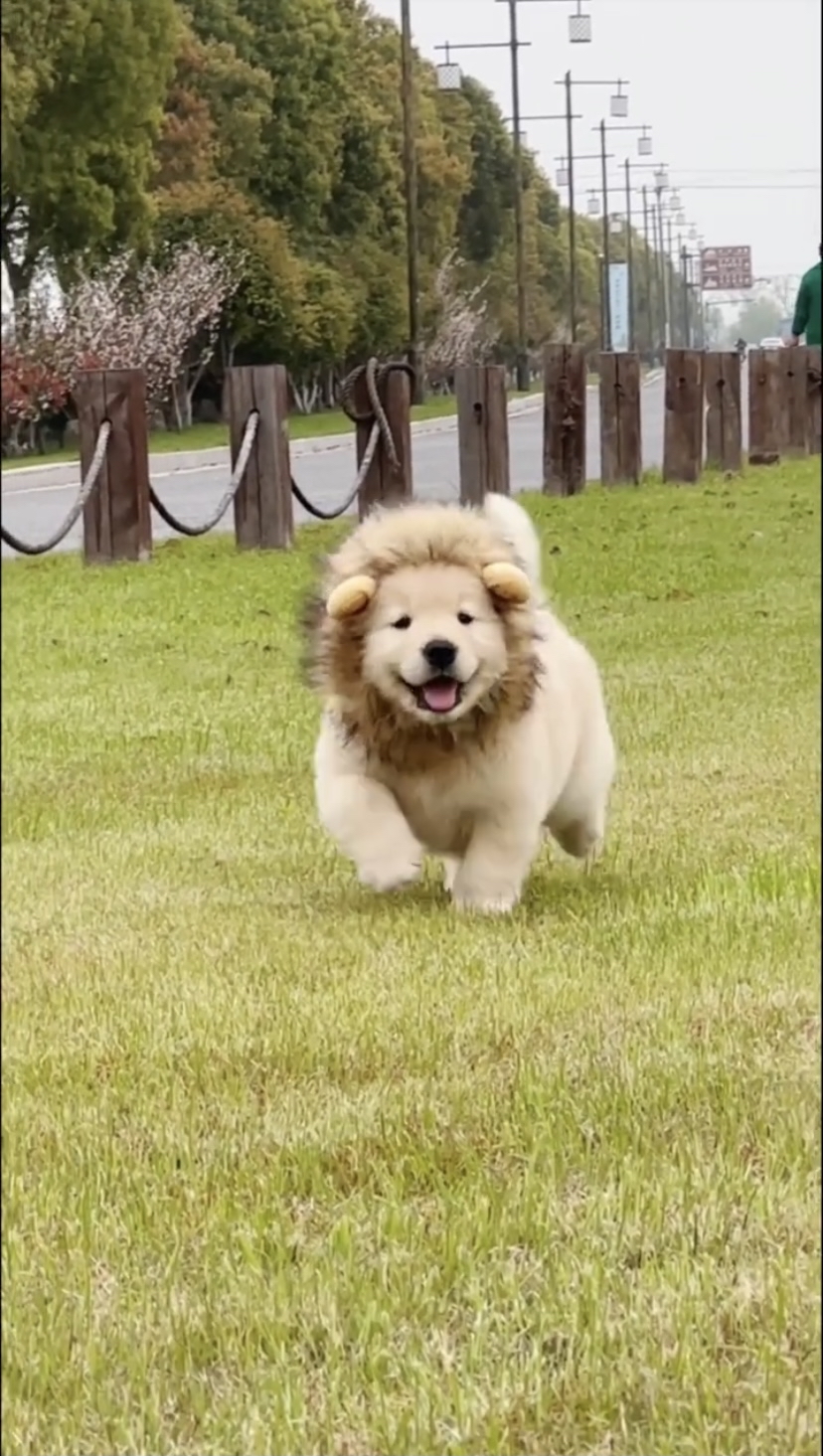 装扮成小狮子的狗狗,好可爱呀!