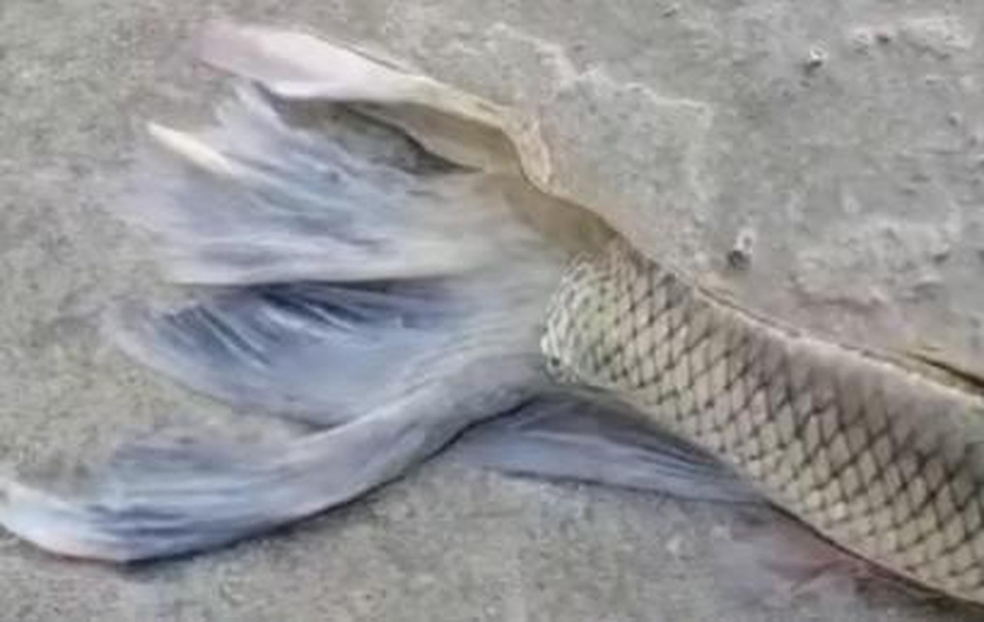 这是进化失败的美人鱼吗?