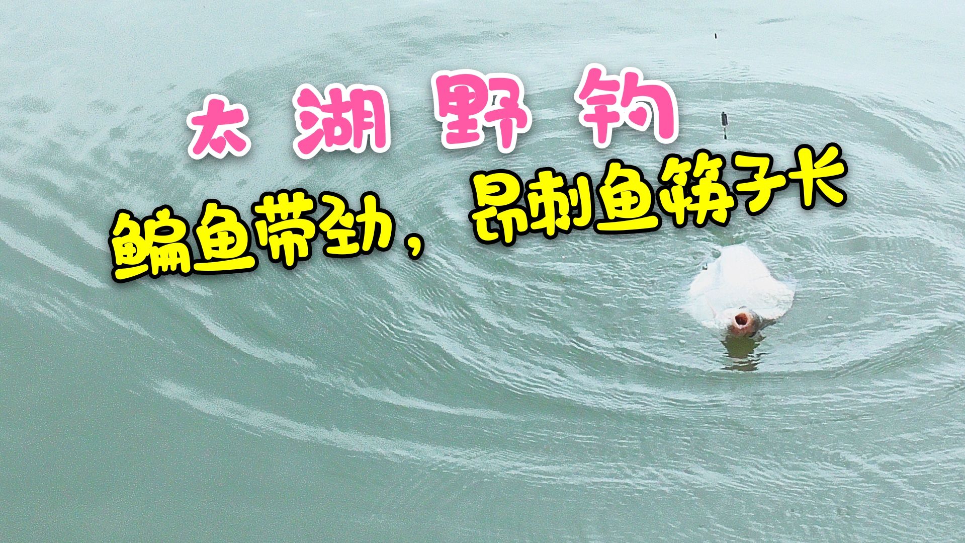 在太湖钓鱼是怎样体验?鳊鱼比巴掌还大,昂刺鱼筷子长,真过瘾