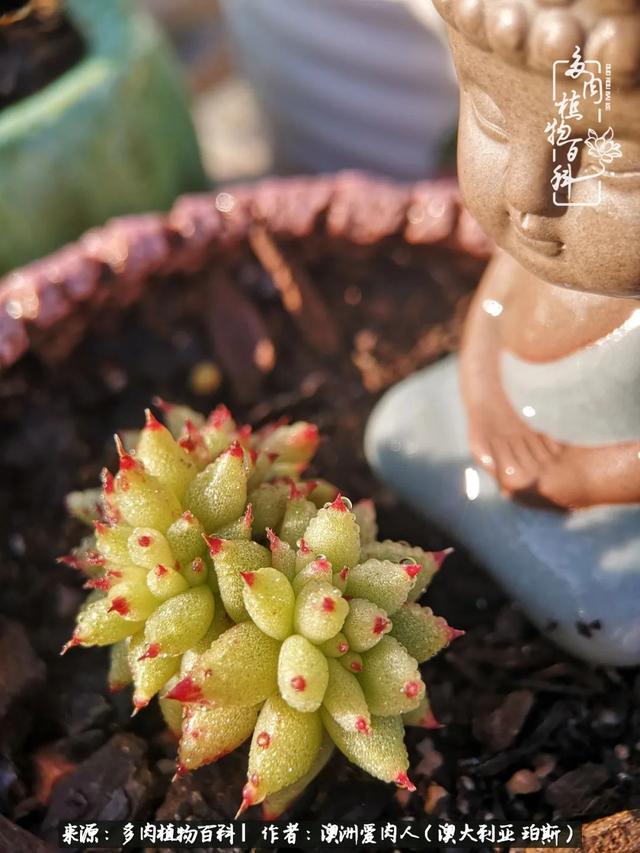 晨露朝阳