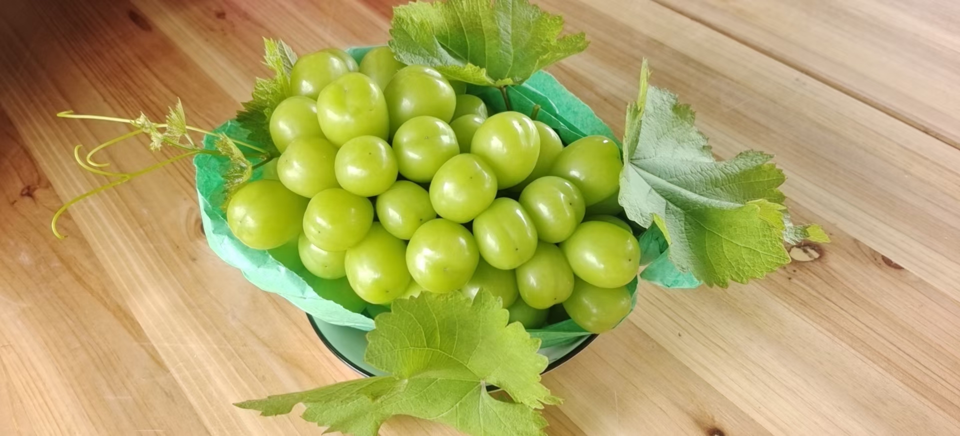 葡萄阳光玫瑰苗价格