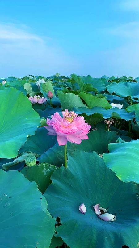 吉祥莲花愿你快乐一生平安一世