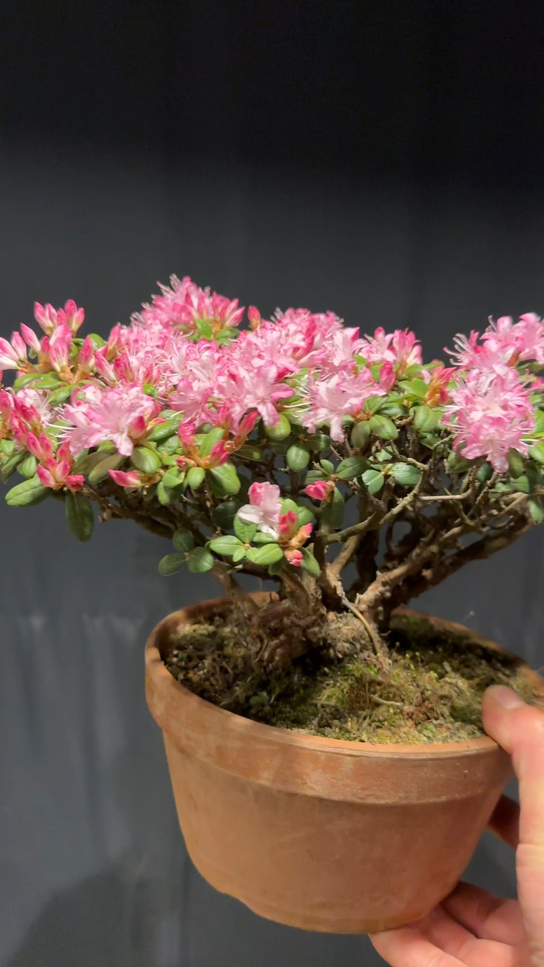 高山米叶杜鹃花