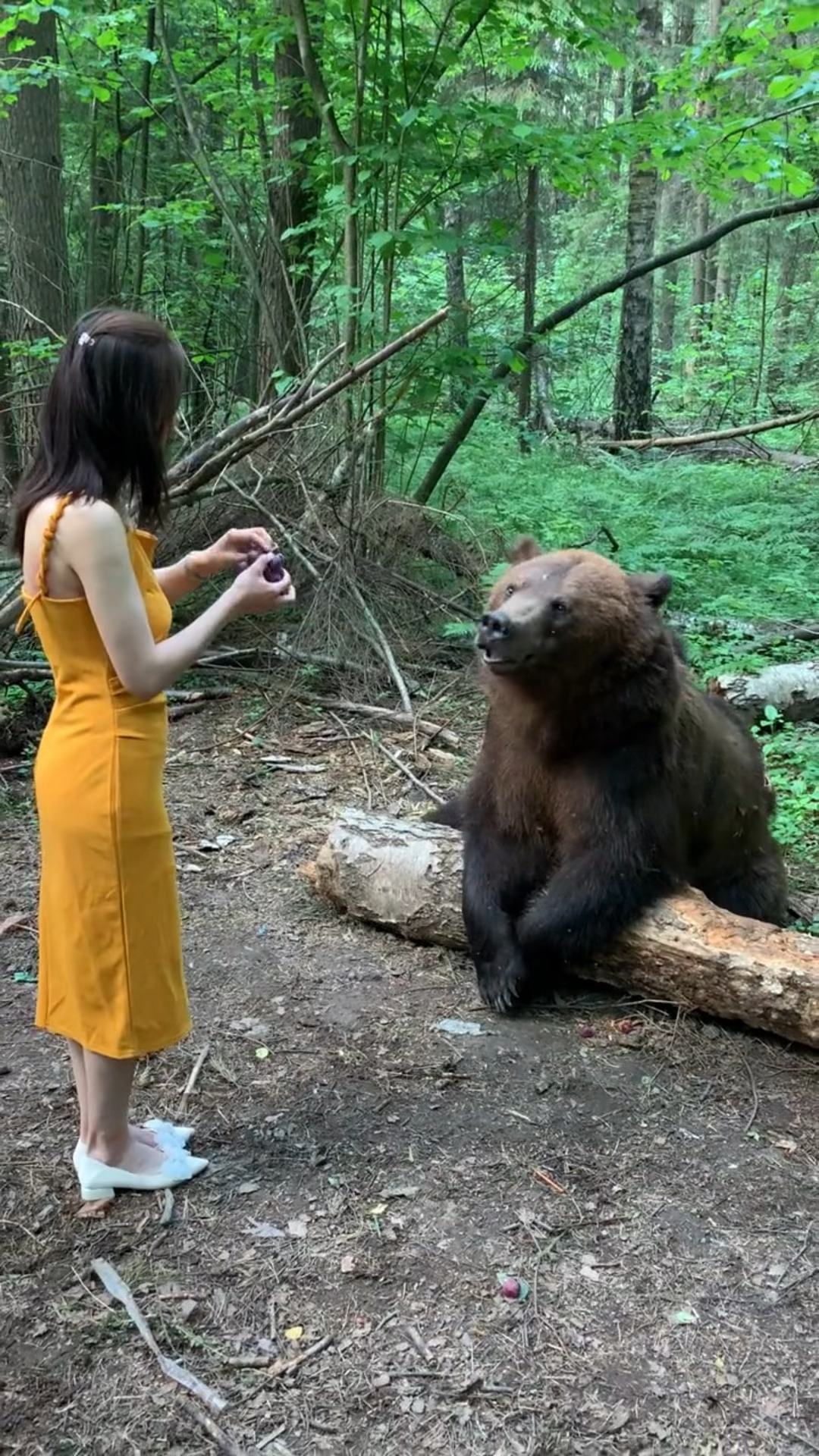 青海棕熊吃女人图片图片