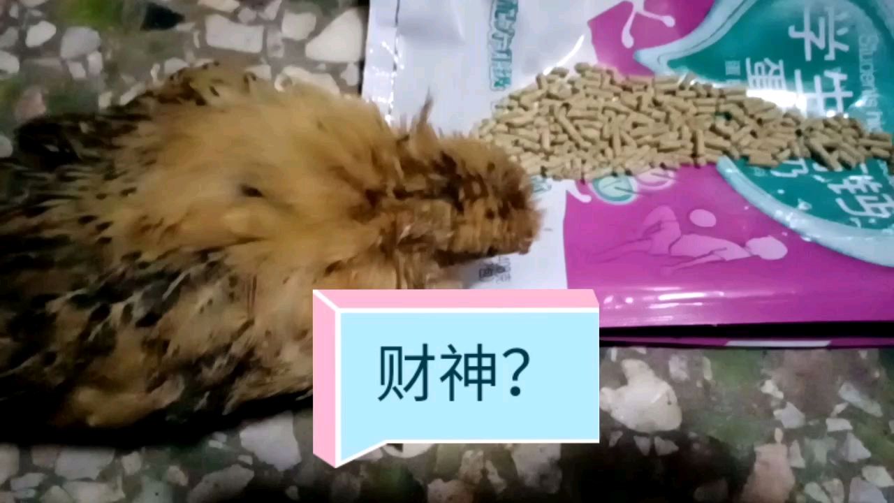 小鸡得了病该怎么办呢?它会变成让农村大叔亏钱的瘟神吗?