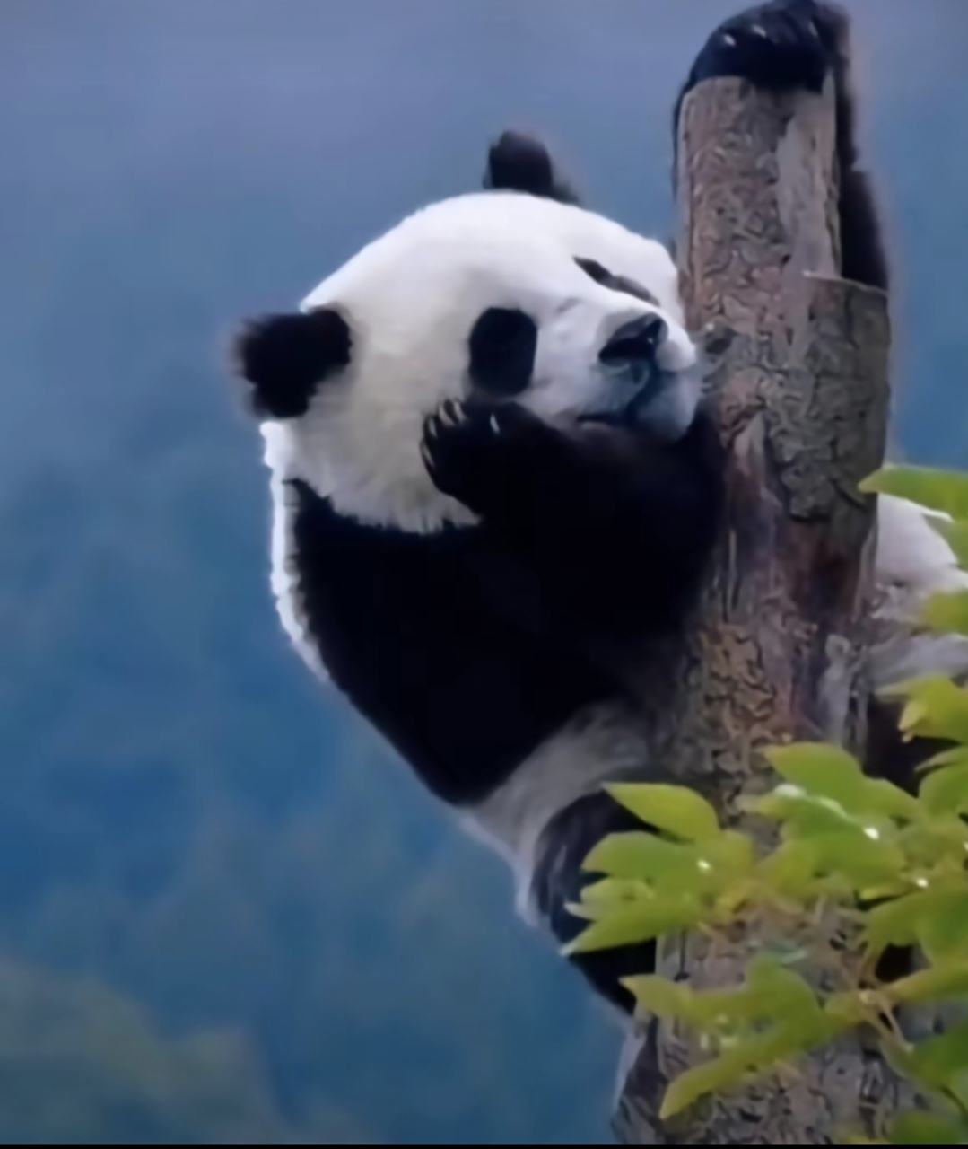 大熊猫托腮望天,小宝贝在想什么呢?