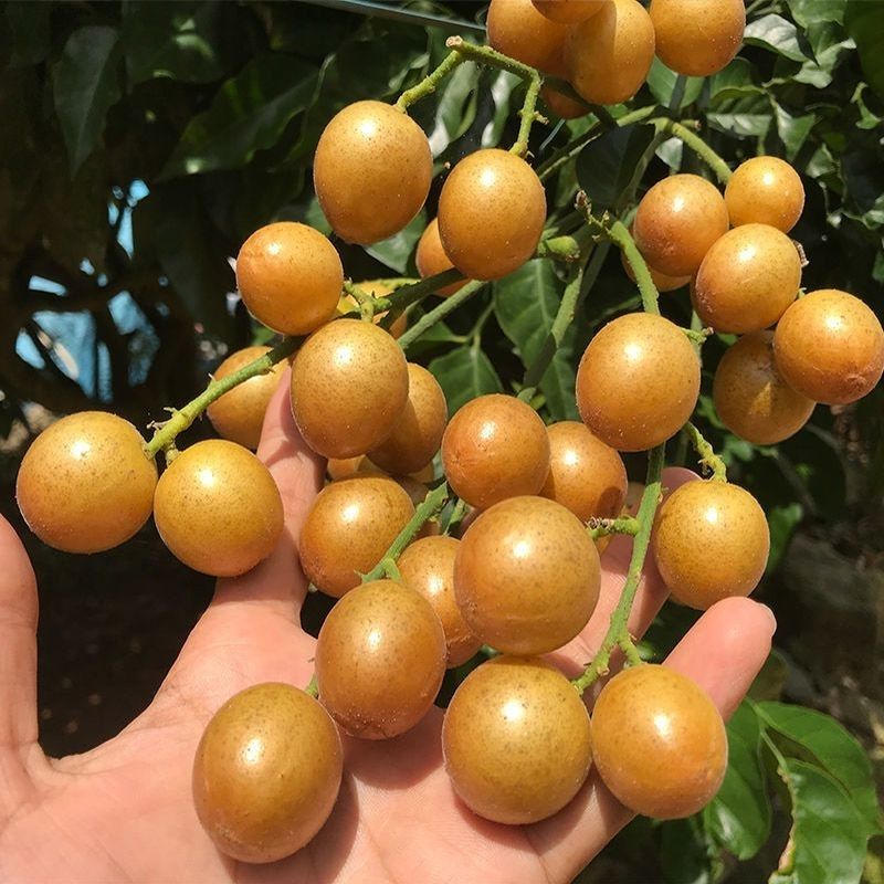 黄皮果夏季好吃的一种水果