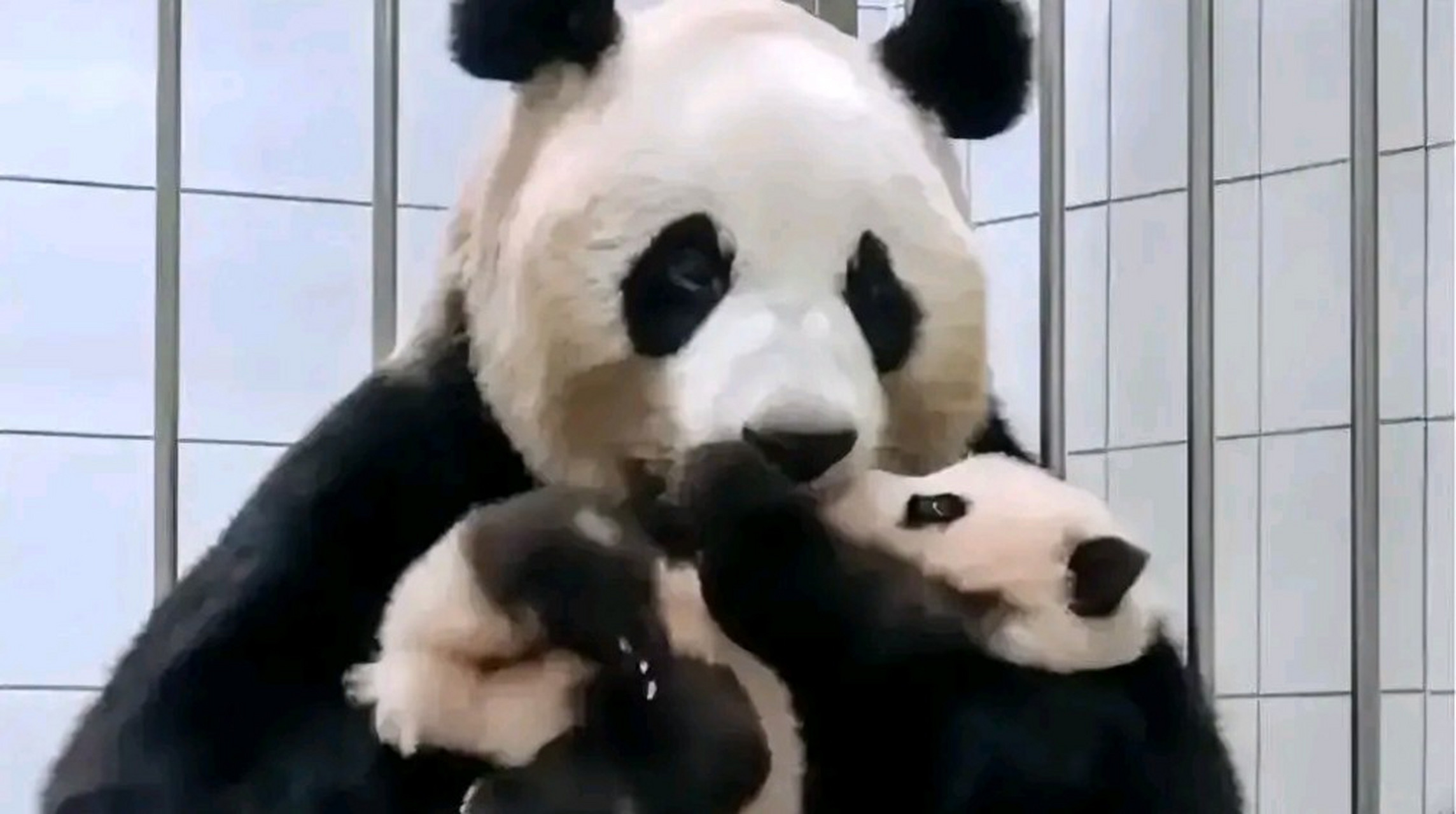 爱宝对福宝的最后一次叮嘱 爱宝抚摸了一下福宝的脸颊 轻声细语地对