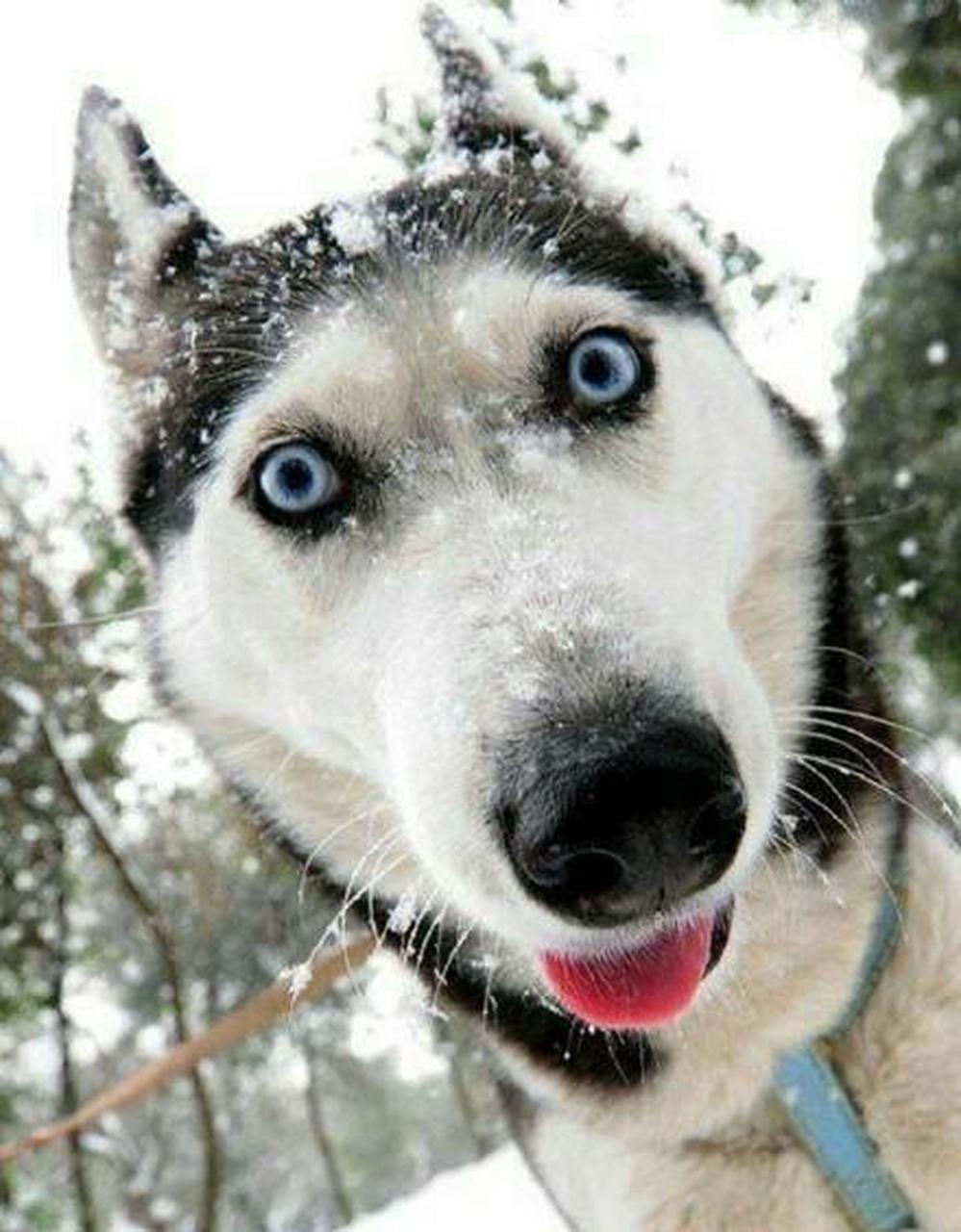 袁华 雪很大图片