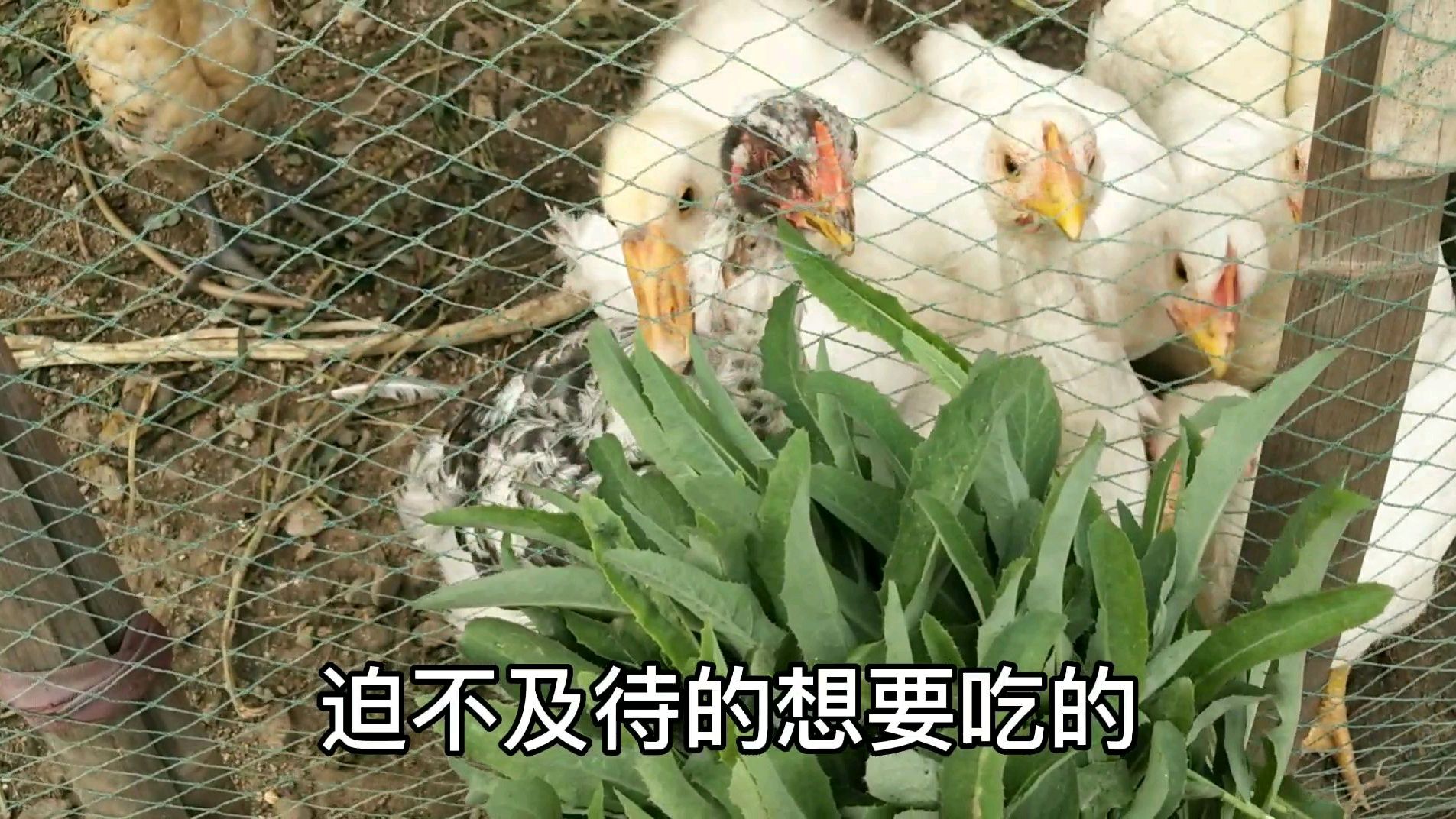 夏季曲麻菜随处可见,它们是鸡鸭的最爱