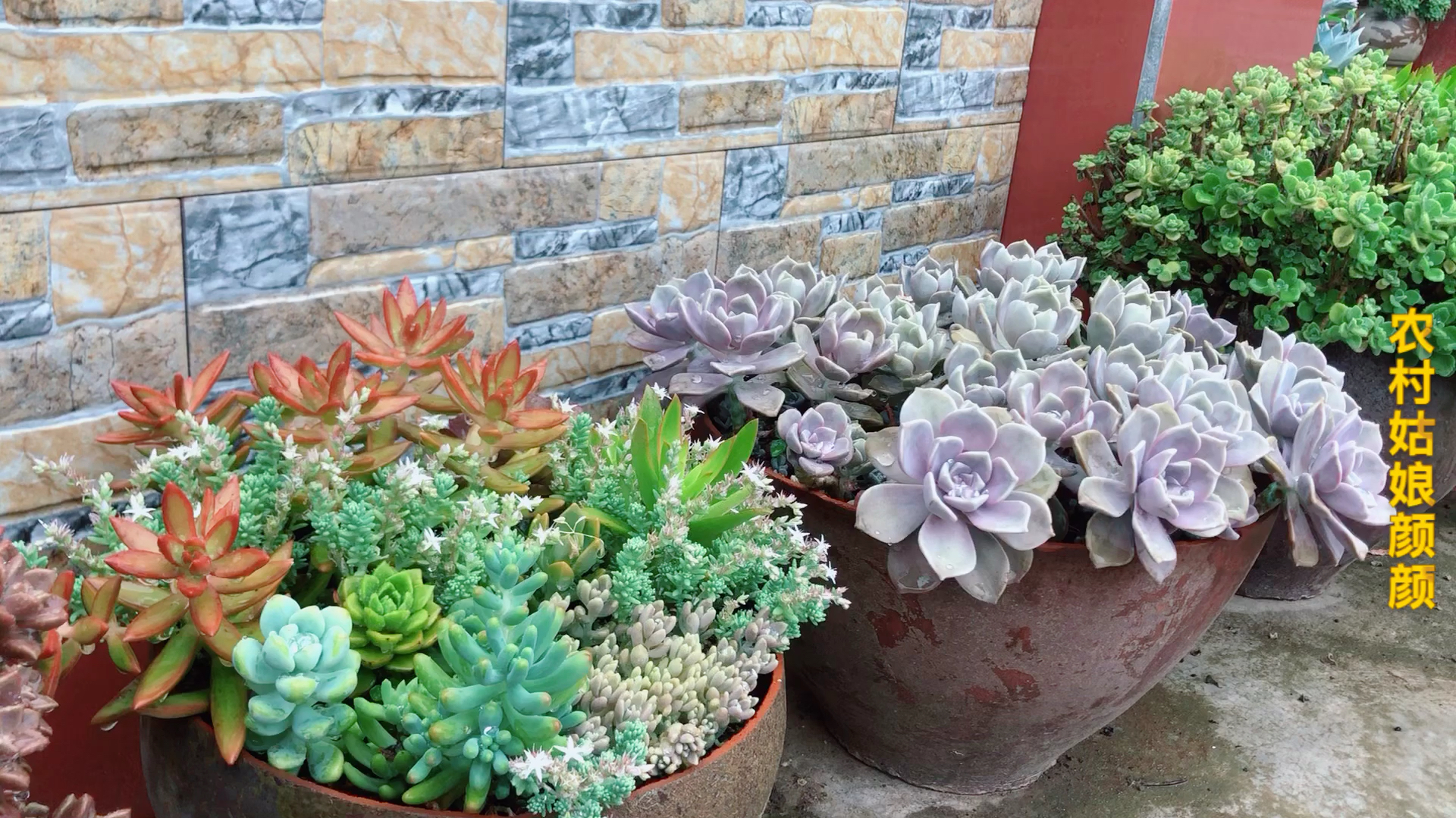 夏季多肉越来越绿,怎么办?越绿说明根细越好哦!