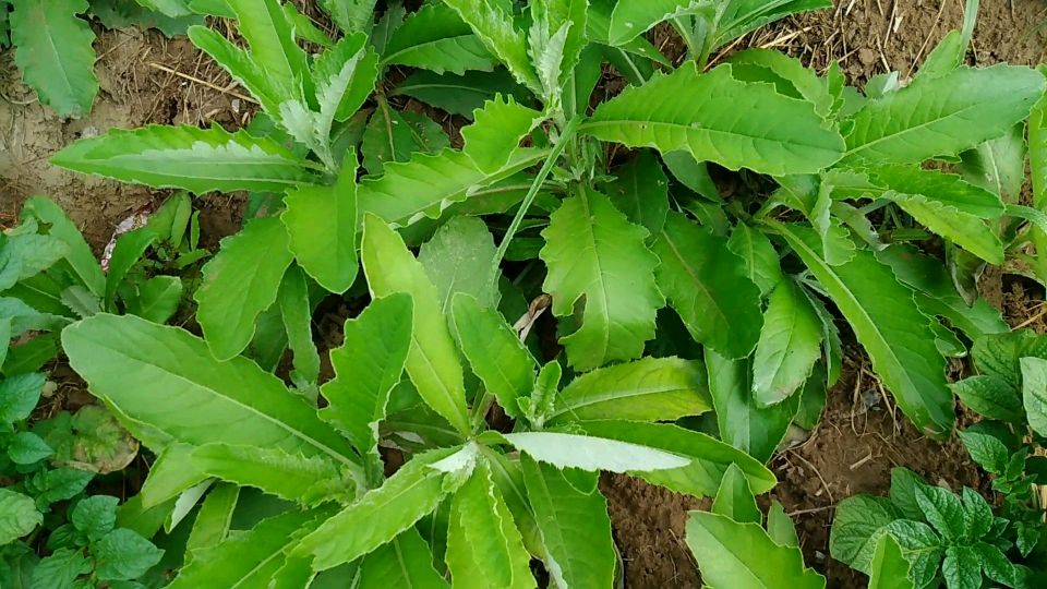 农村野味“刺儿菜”,不仅可以食用,户外受伤了还能急救