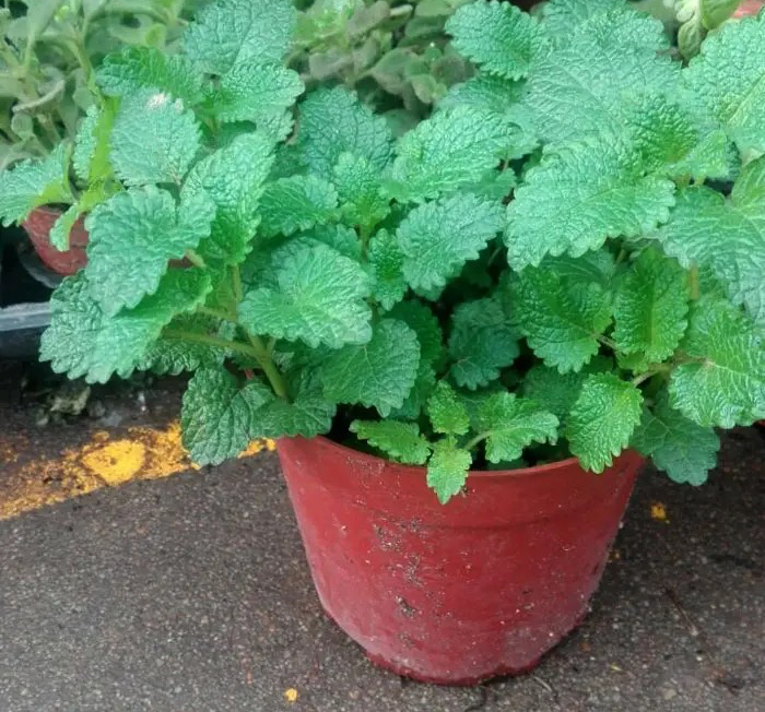 柠檬香蜂草"这样养",长到泛滥,比薄荷旺盛,芳香美观用途多