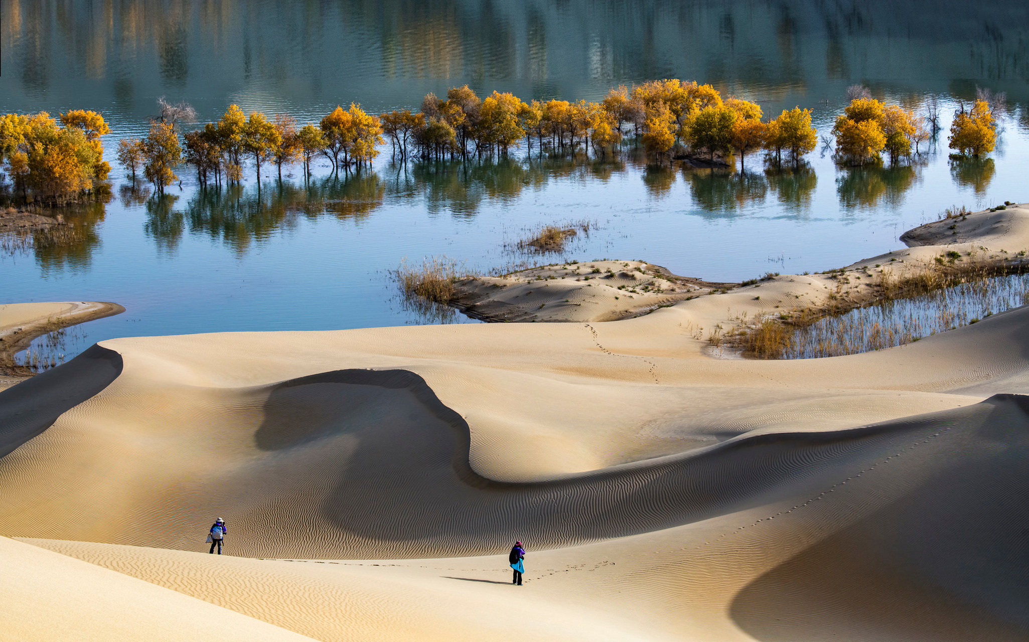 沙漠里的水胡杨[salute][salute]#秋日生活创作季# #胡杨林