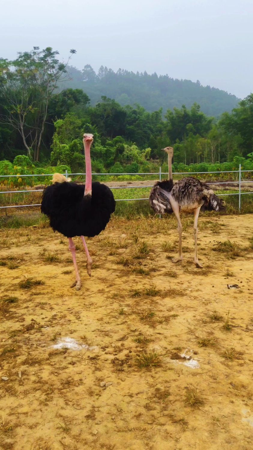 国内稀少的原种红颈鸵鸟