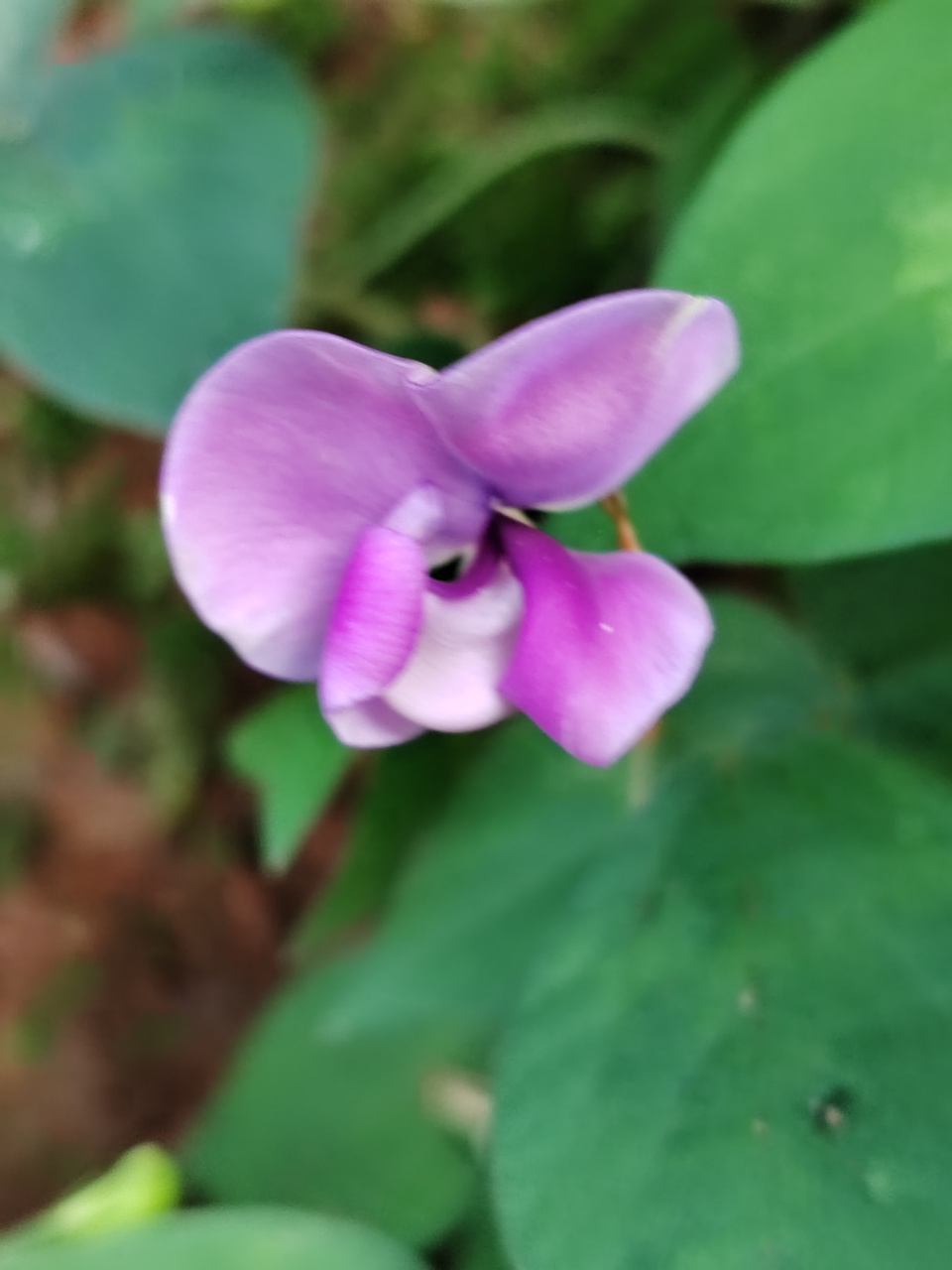 像彩蝶一样在秋风中摇摆的野缸豆花,也非常美艳,大自然写真摄影图片
