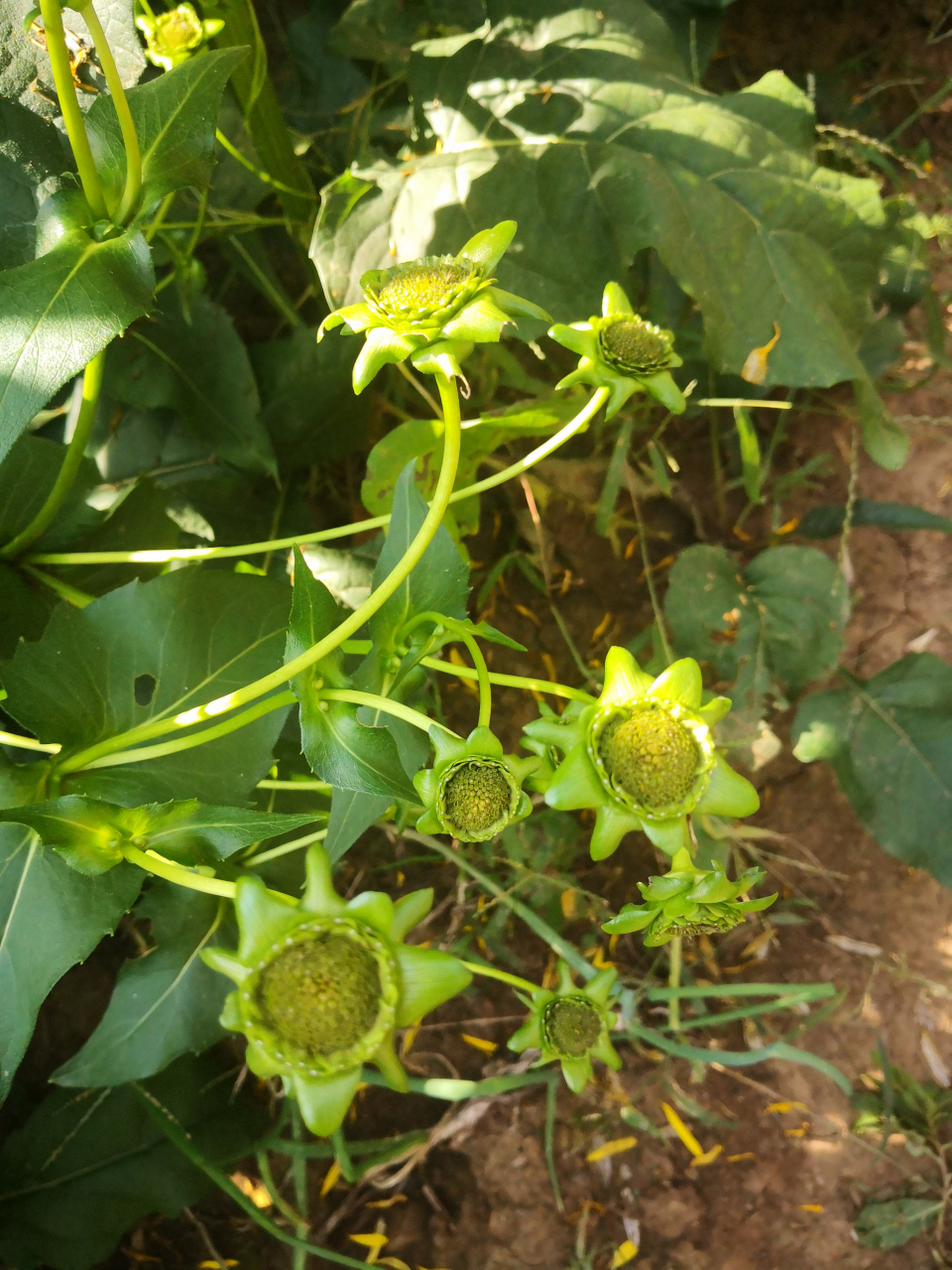 假期vlog大赏# 华夏神菊富含超氧化歧化酶sod