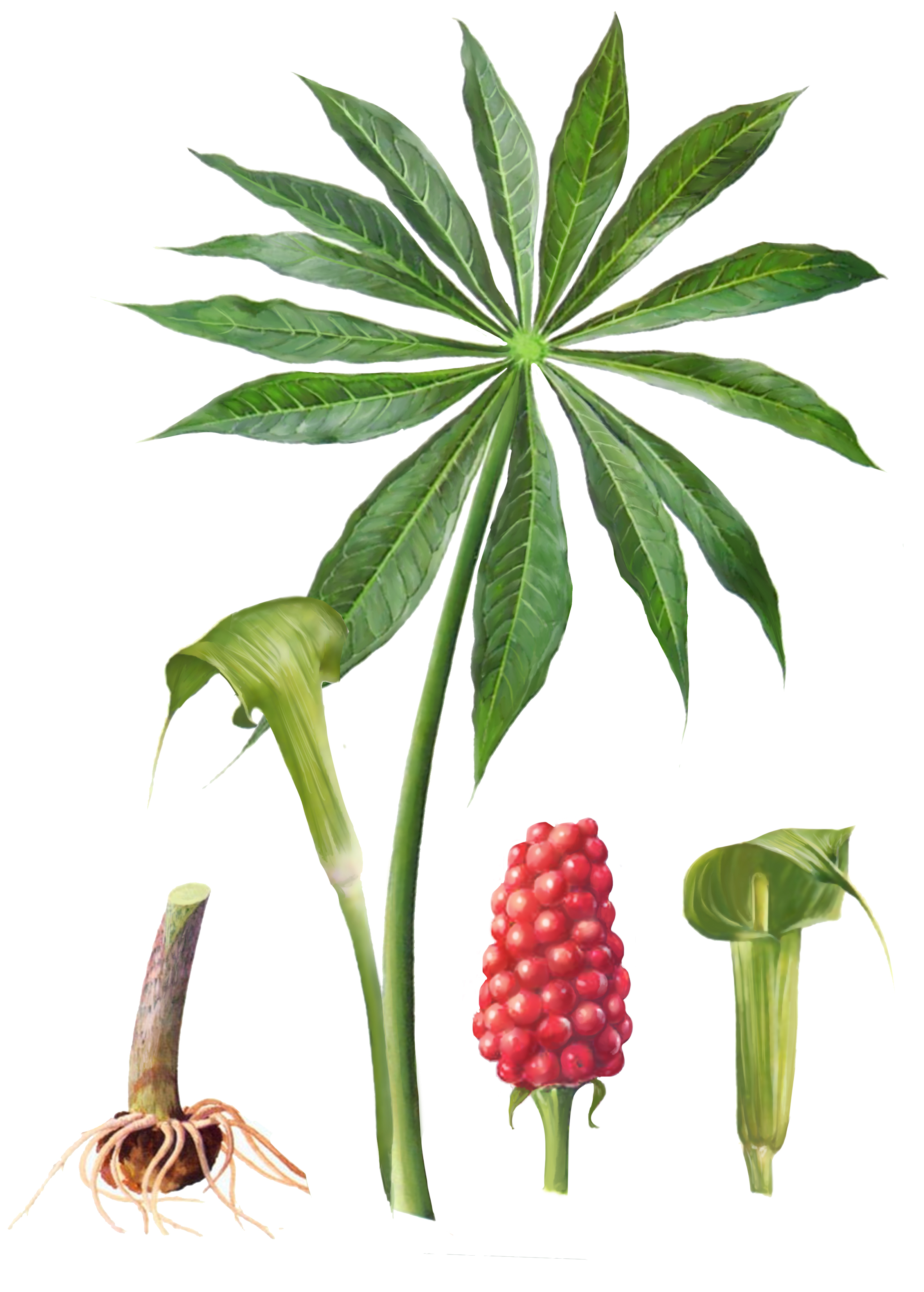 天南星种植基础知识