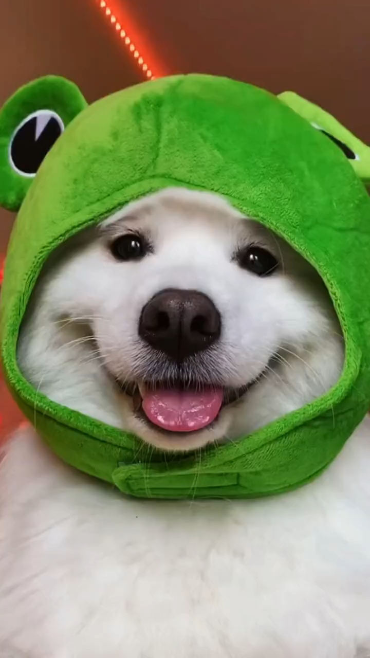 狗狗变身青蛙王子