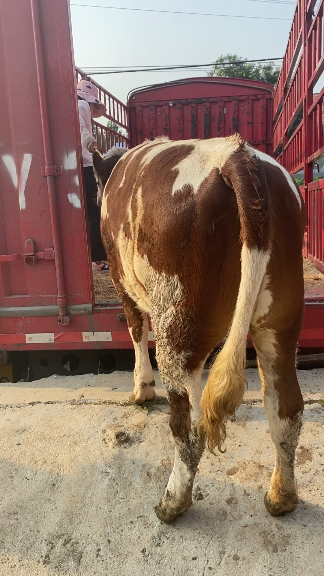 改良西门塔尔小母牛550斤的紫红花净脸