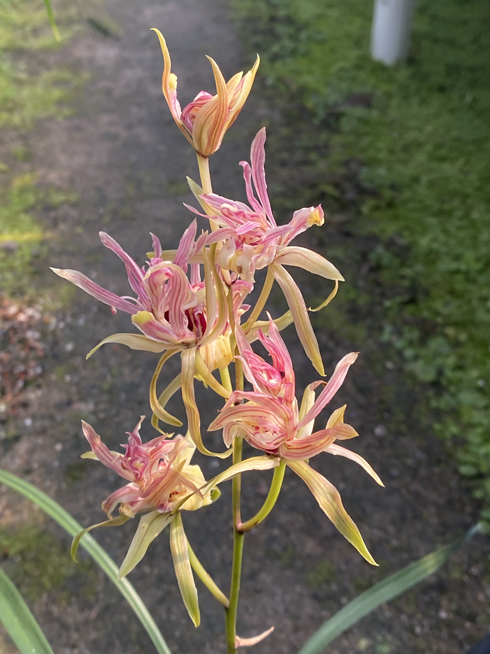 寒兰 红凤  ,#兰花# #兰花种植