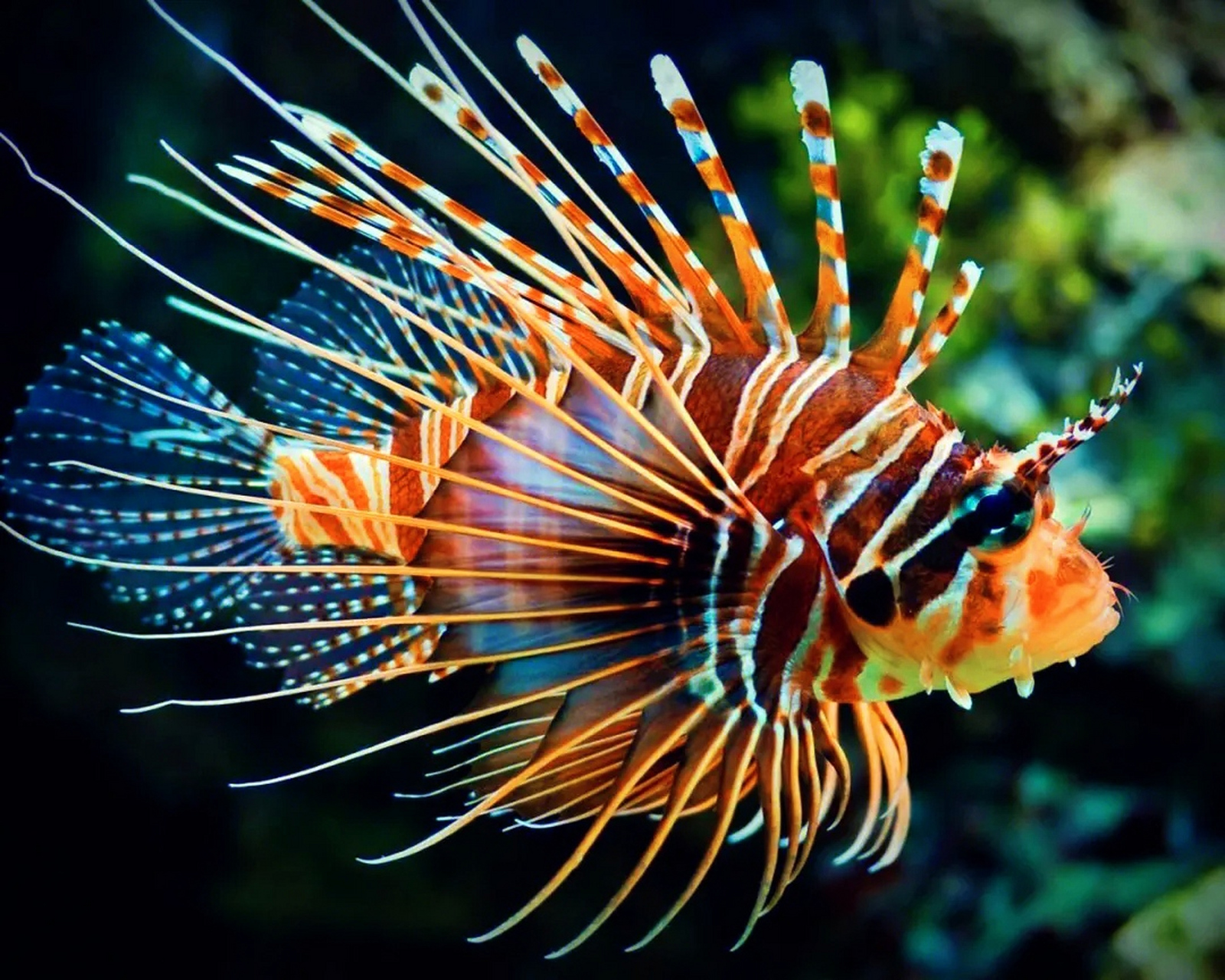 狮子鱼,这是一种优雅且独特的鱼类,其迷人的外貌和独特的习性吸引了无