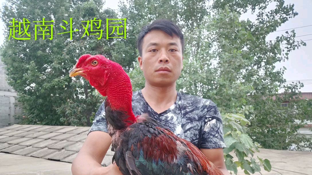 农村小伙今天给大家看一只越南斗鸡,非常漂亮的平头战将