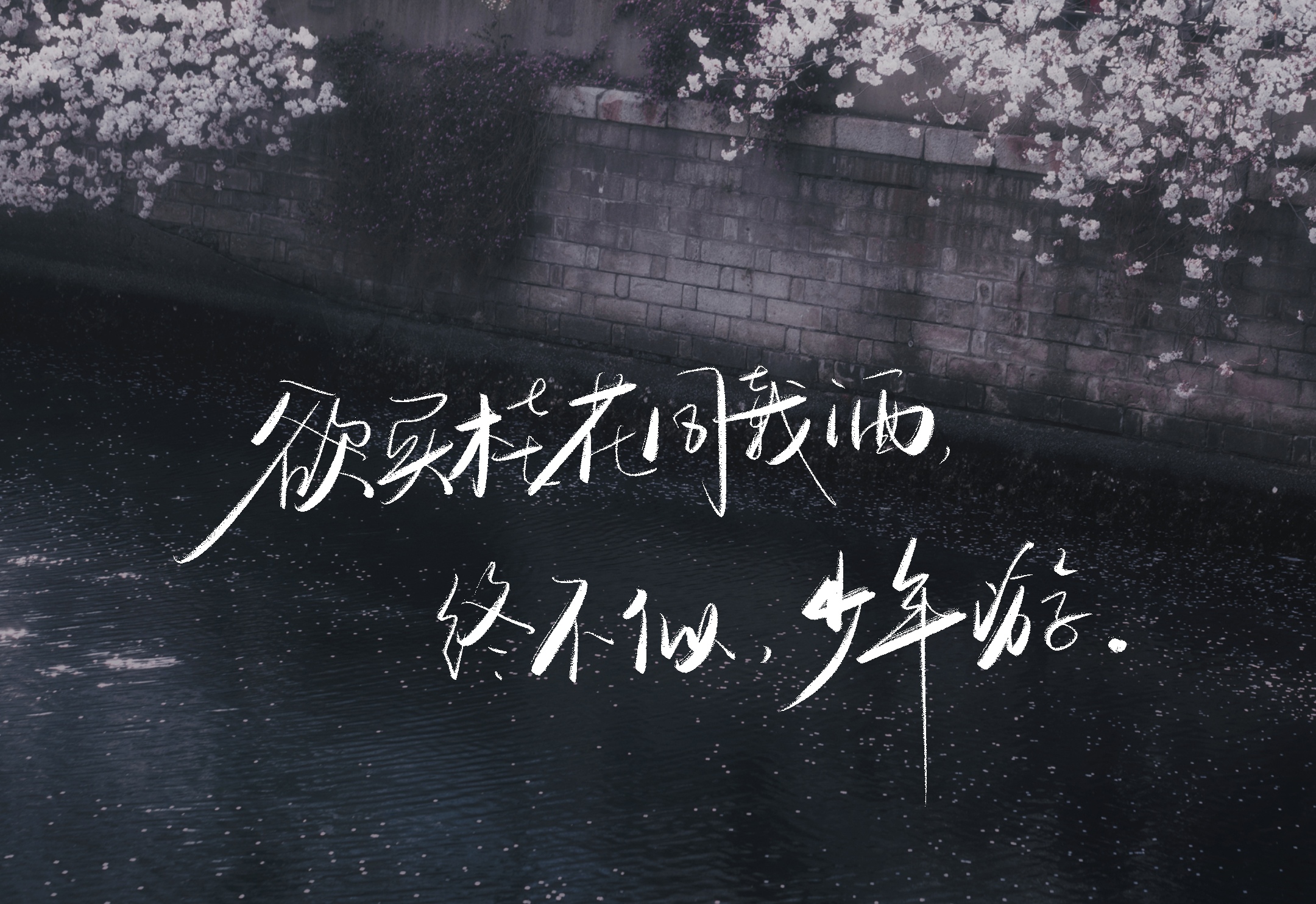 《反派他过分美丽》欲买桂花同载酒,终不似,少年游
