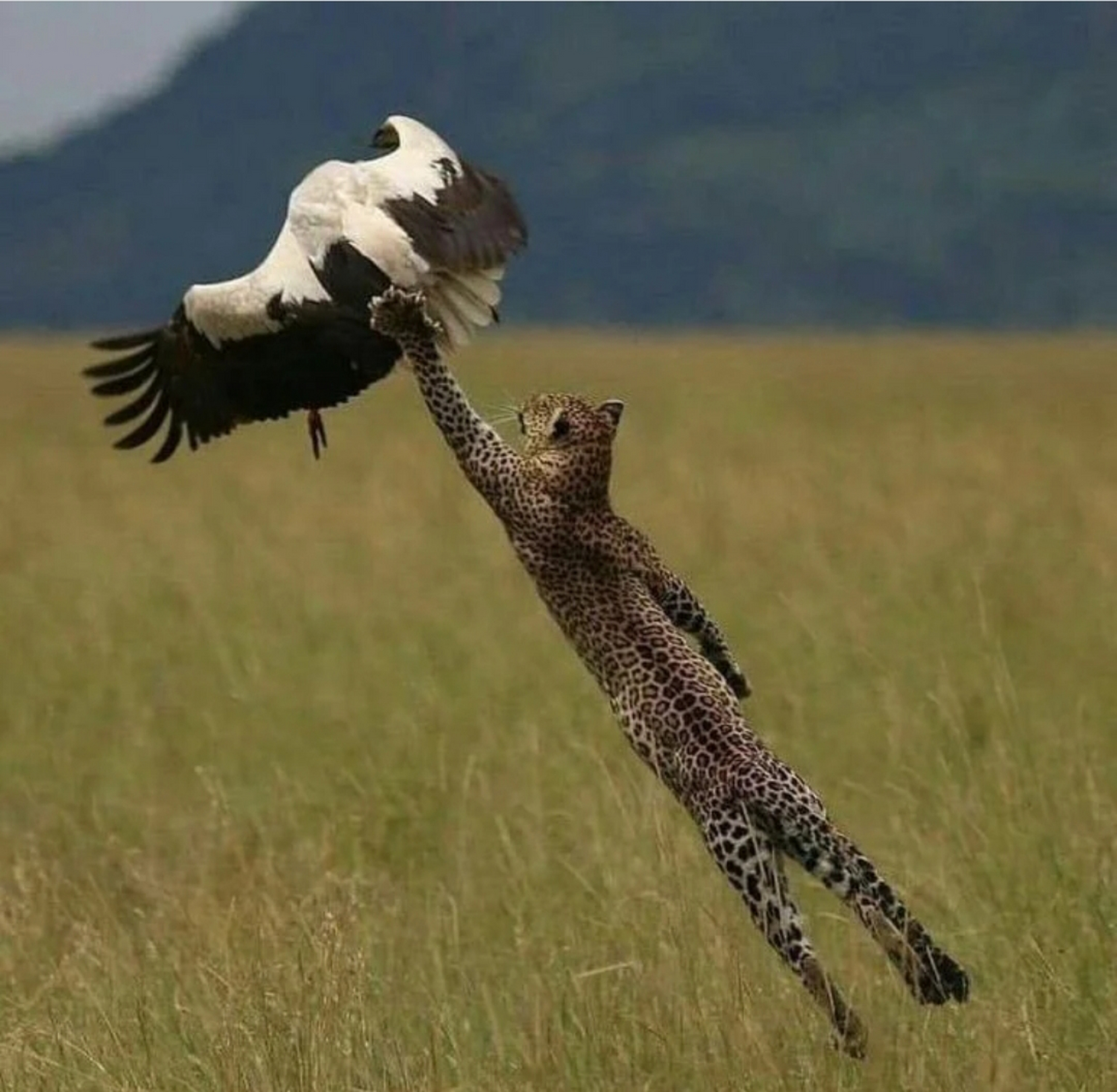 小豹子捕猎瞬间,不愧为速度之王.