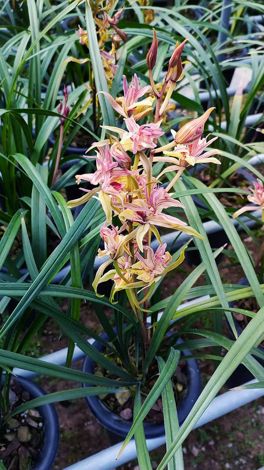 寒兰奇花红凤开品