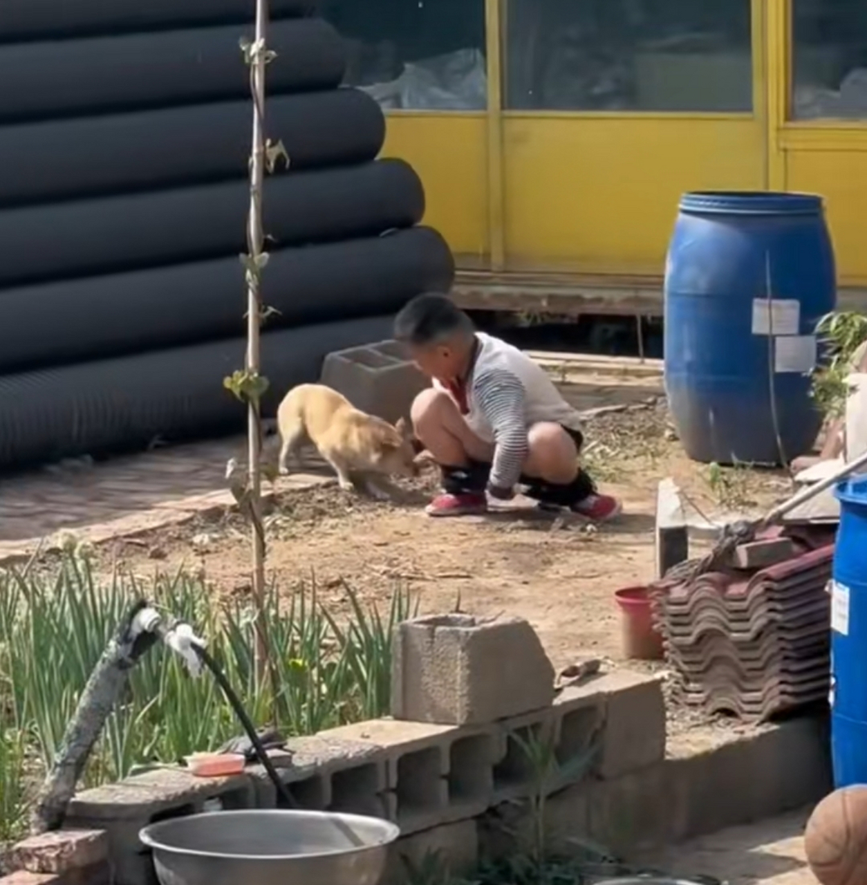 儿子蹲地上大便,被我狗给盯上了,赶都赶不走,谁都知道狗子想干嘛[大笑