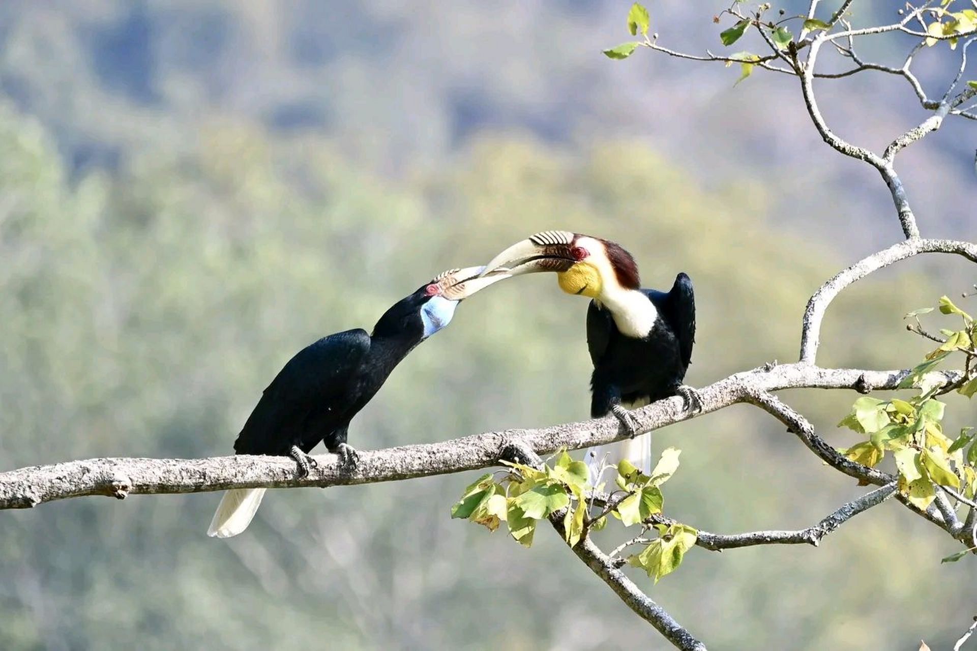 一对恩爱的大嘴鸟#摄影# #中国美景大赏