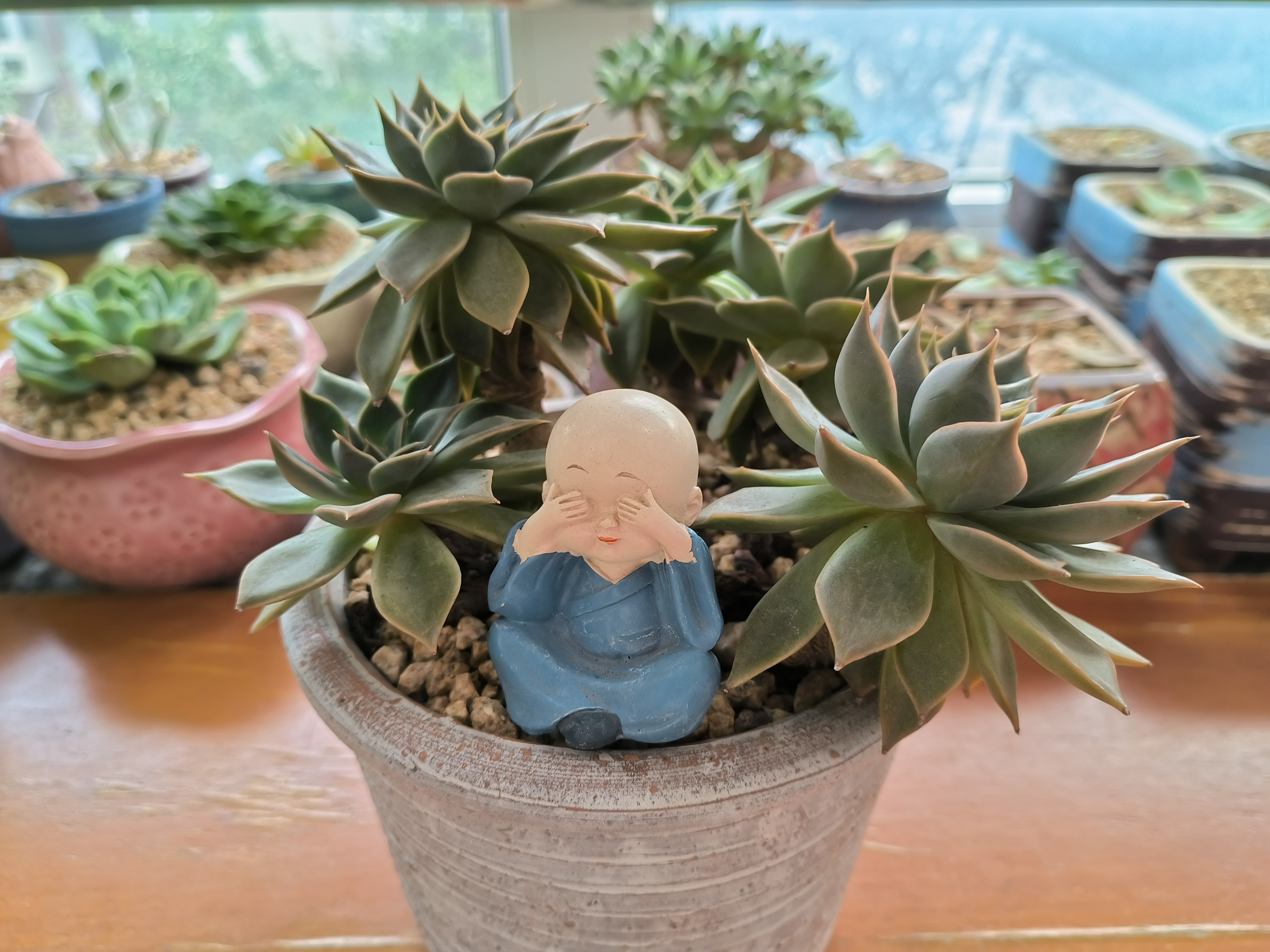 多肉黑门萨,名字听上去霸气十足,实际上是比较冷门的一款多肉!