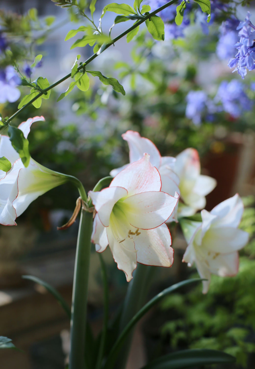 蓝雪花树下的朱顶红花边石竹 67