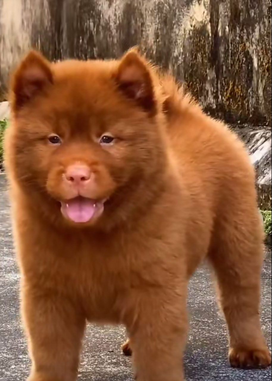 谁来帮我叫红毛狗取个名字,不要带红,但是又能体现它的红.