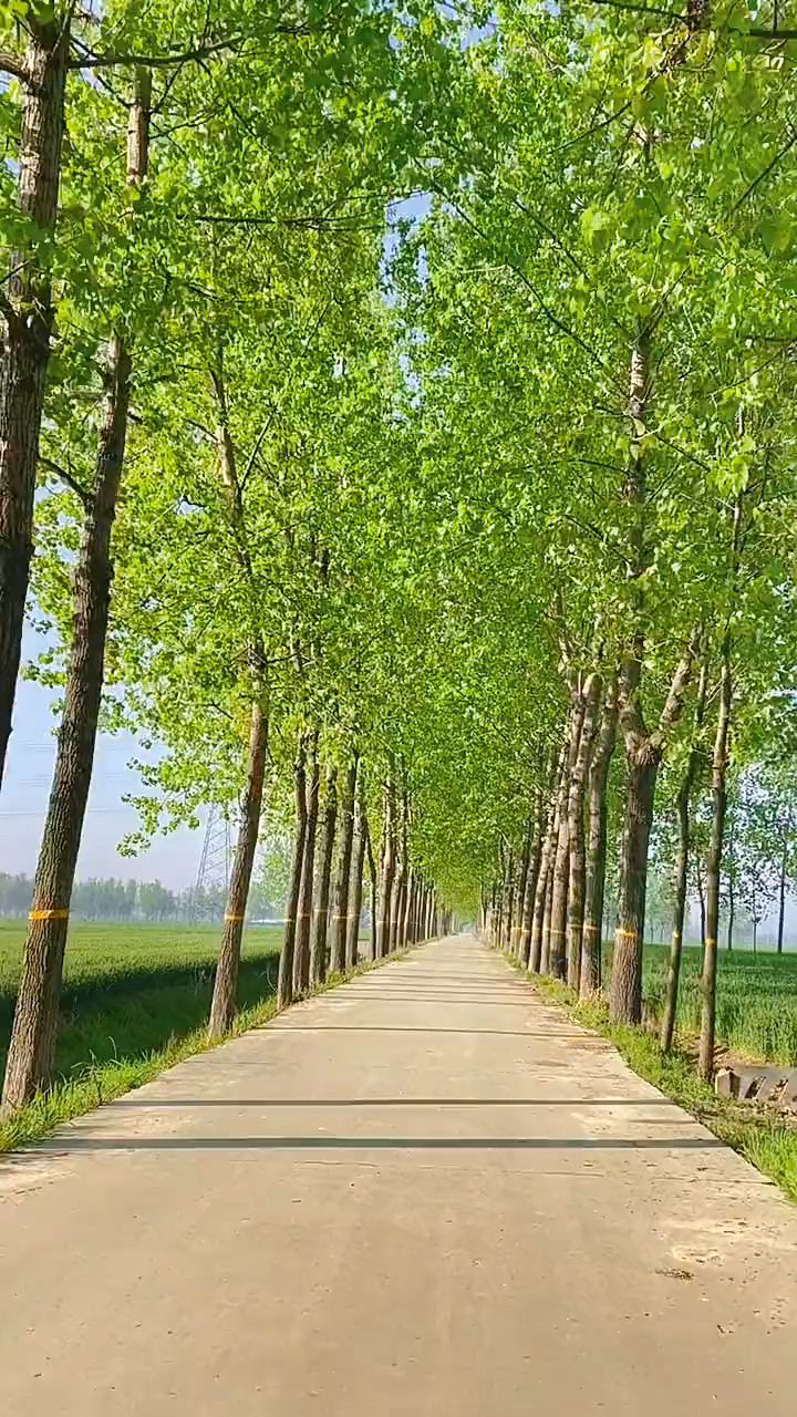 乡间的小路,童年留下的美好回忆,简单又快乐!