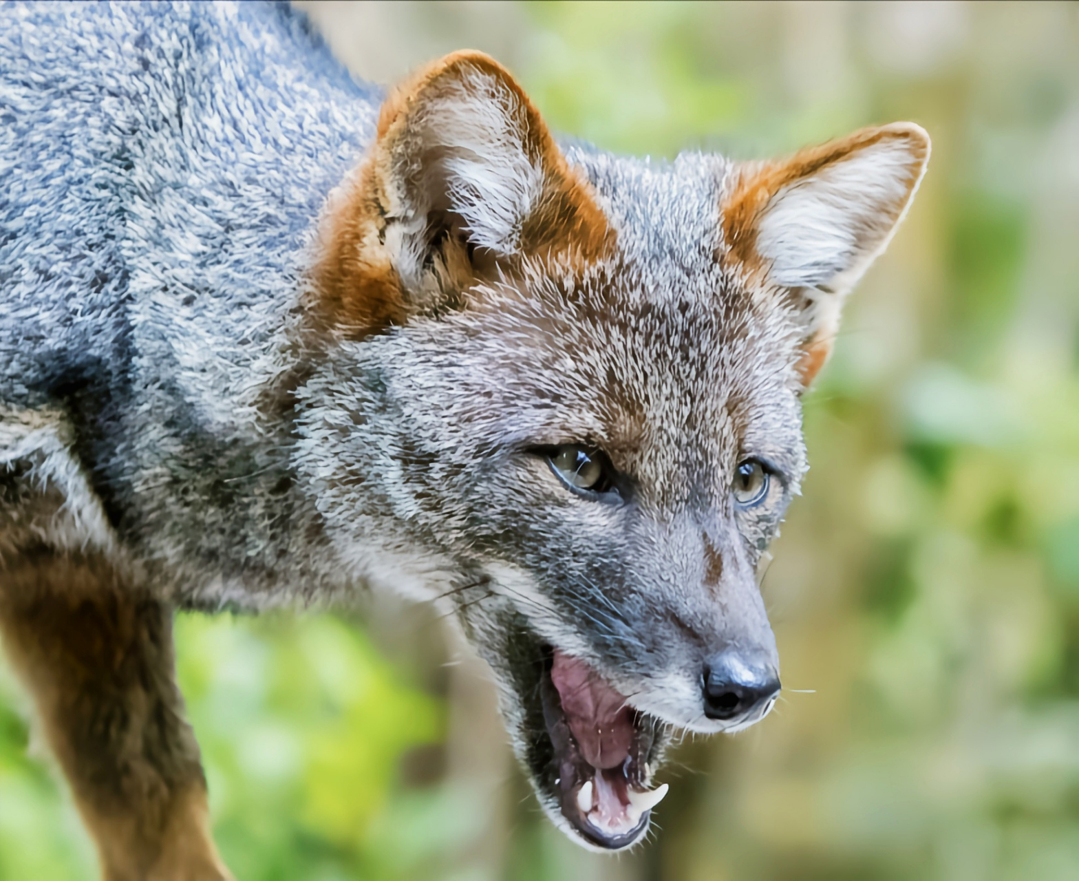 每天认识一种动物——达尔文狐 达尔文狐是一种体形非常小的狐狸,大小