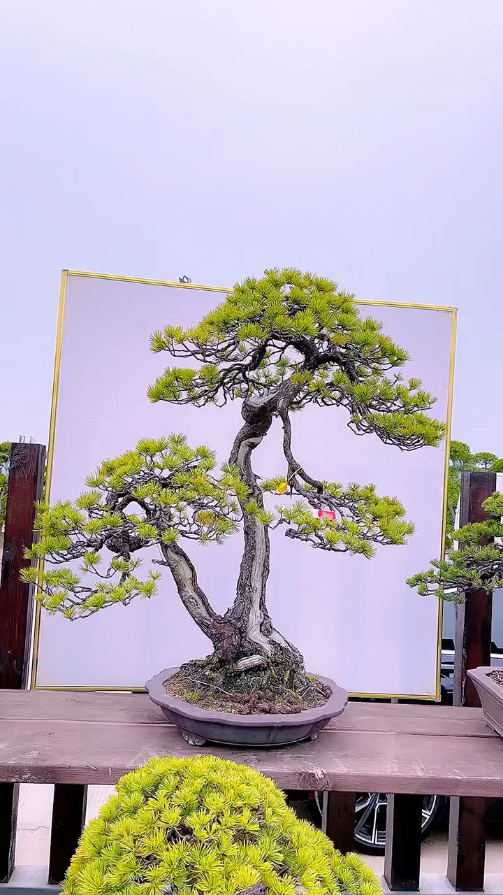 精品一本双杆那须