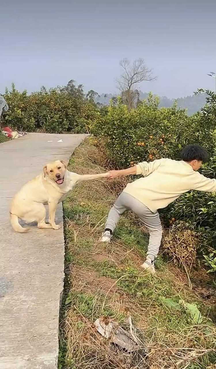 狗子:怀疑狗生