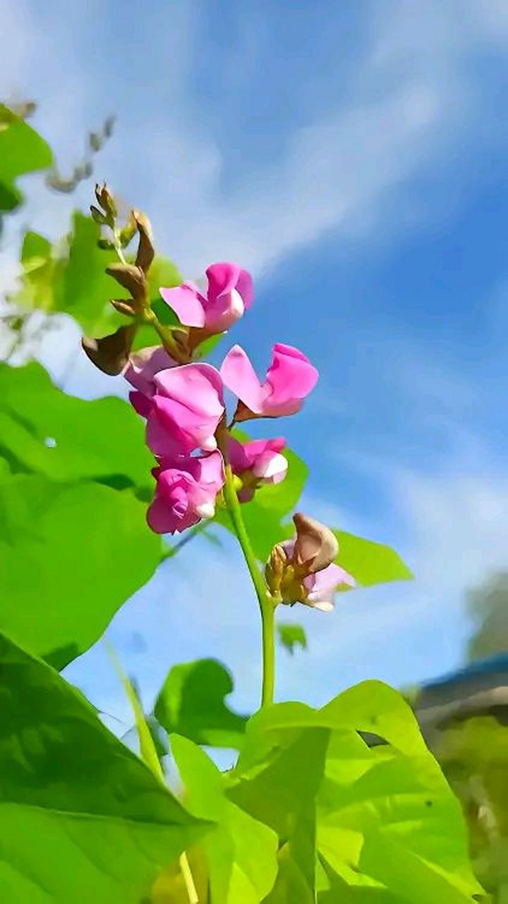 扁豆花花语图片