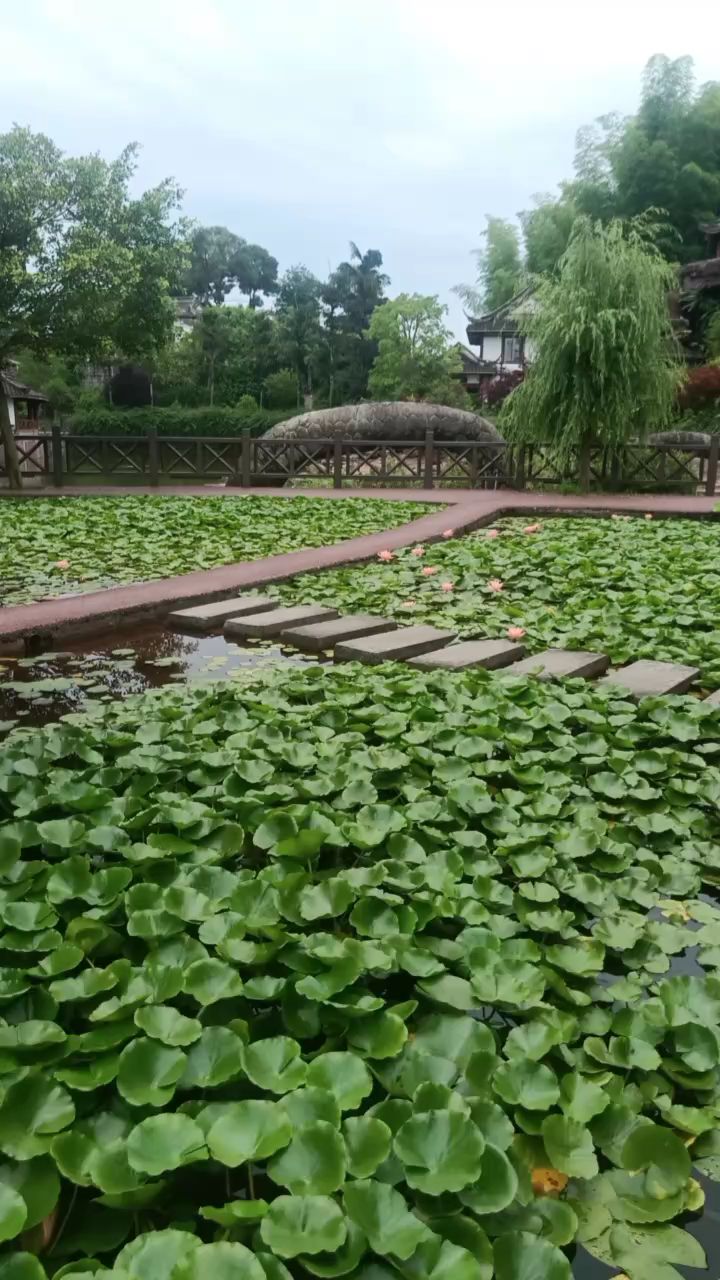 泸州桃花坞景区图片