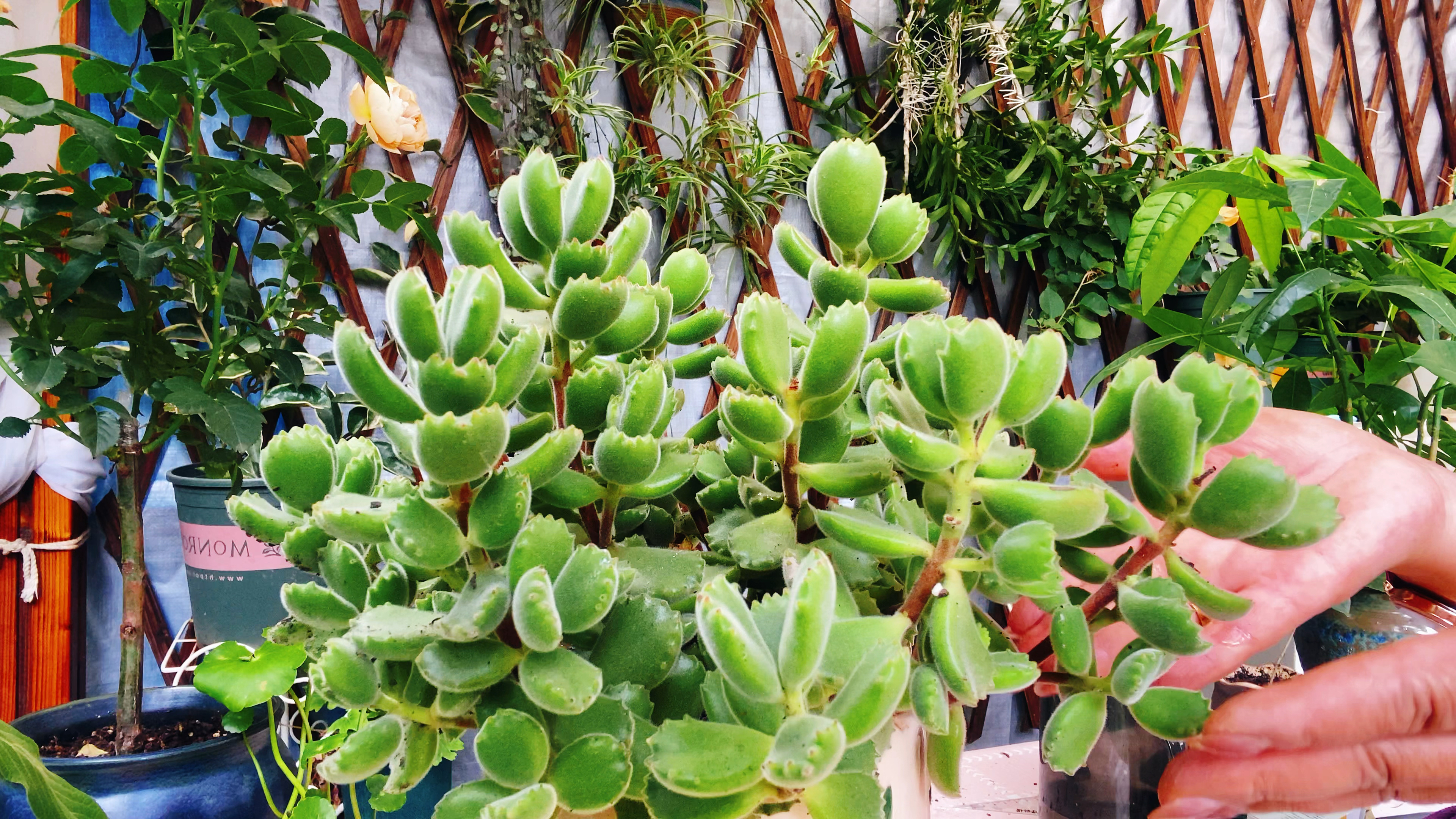 多肉熊童子夏天做好这些养护,才能叶片肥厚状态好!