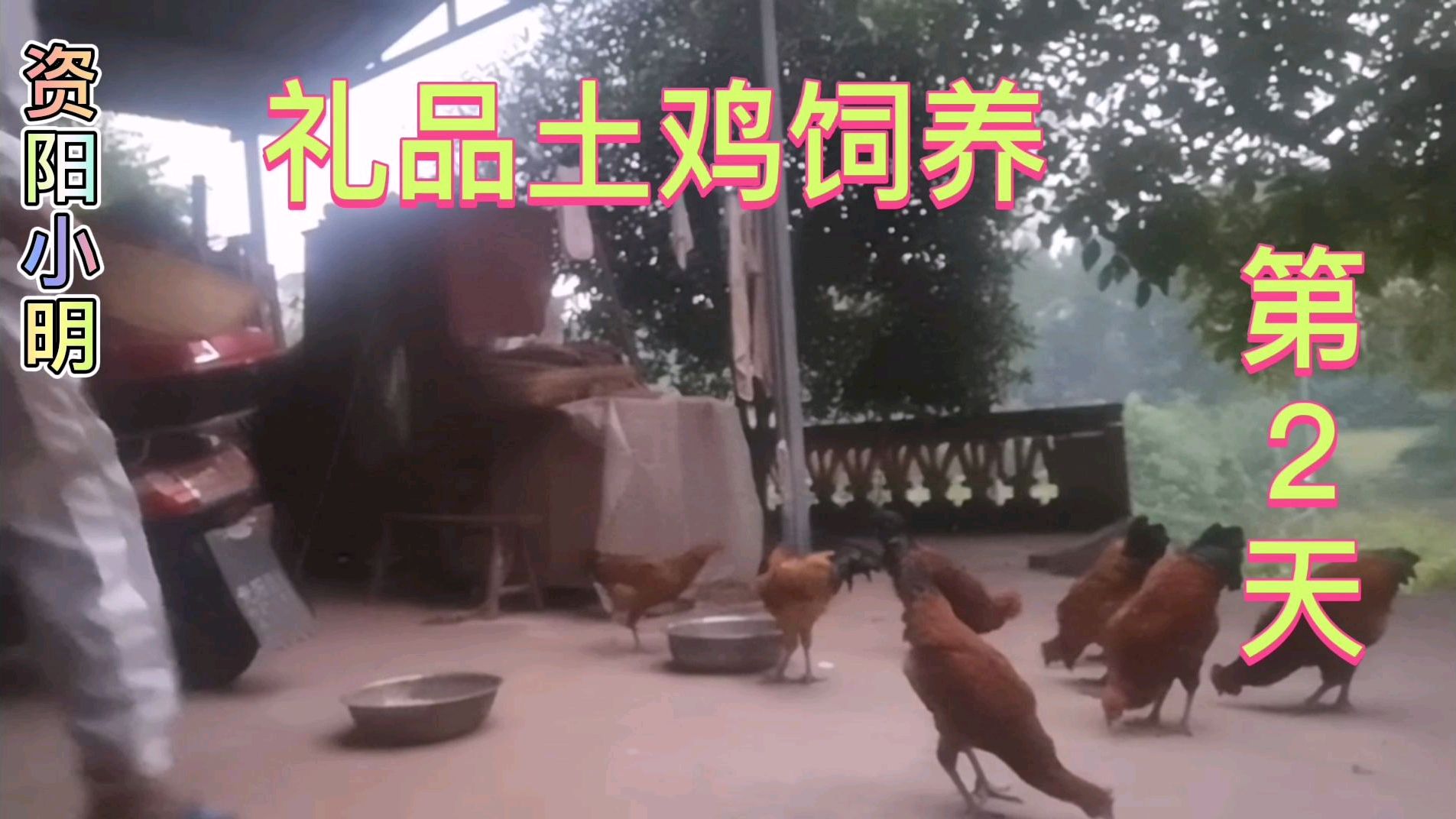 四川资阳:管理上树鸡第二天。帮别人买鸭蛋12块钱10个贵吗?