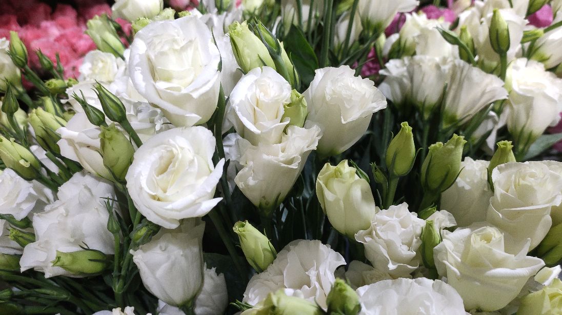 漂亮的洋桔梗鲜花图片