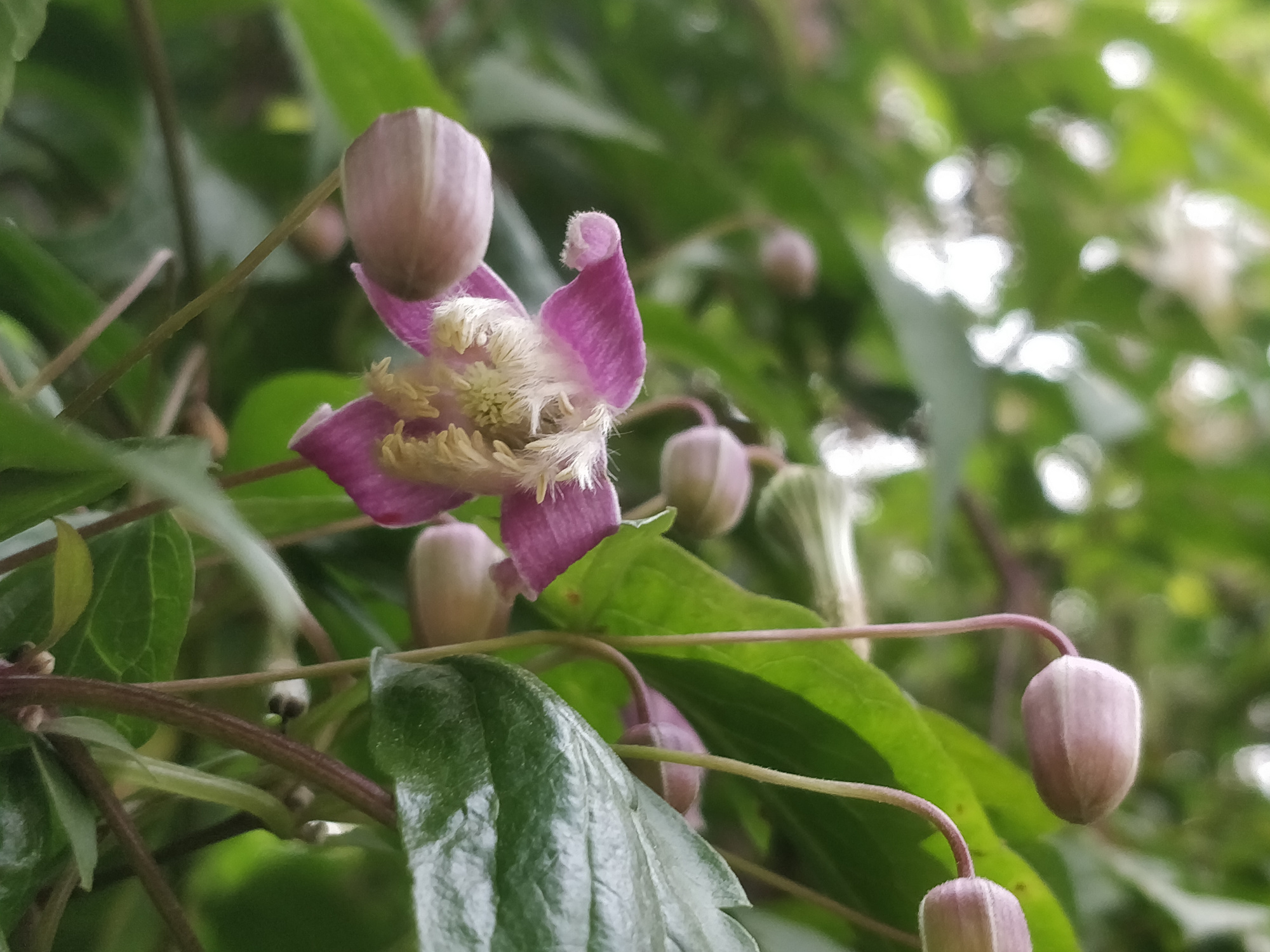 毛蕊铁线莲,花苞像彩色"吊钟",绿绢毛像"佛尘",非常好看!